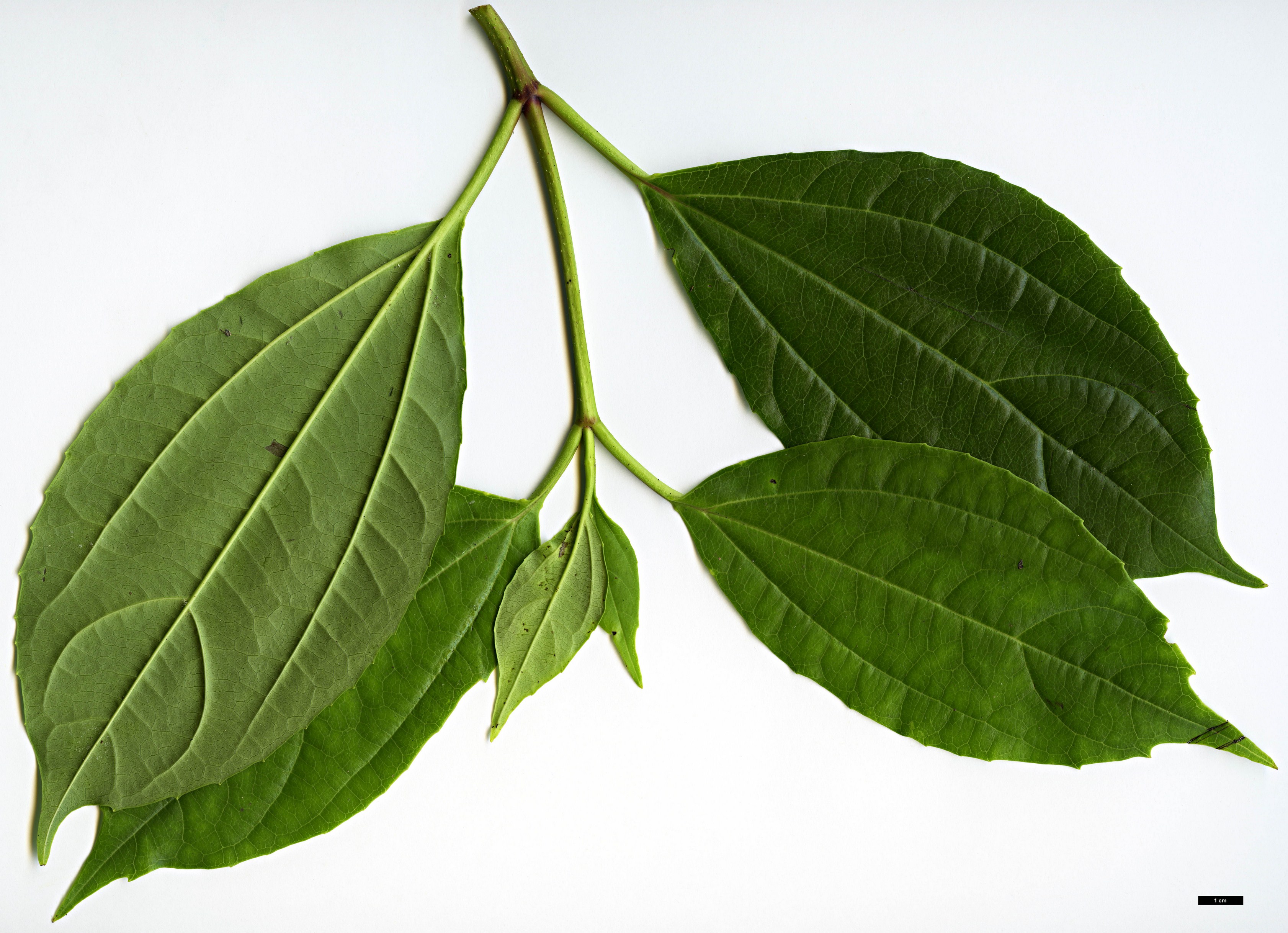 High resolution image: Family: Adoxaceae - Genus: Viburnum - Taxon: cinnamomifolium