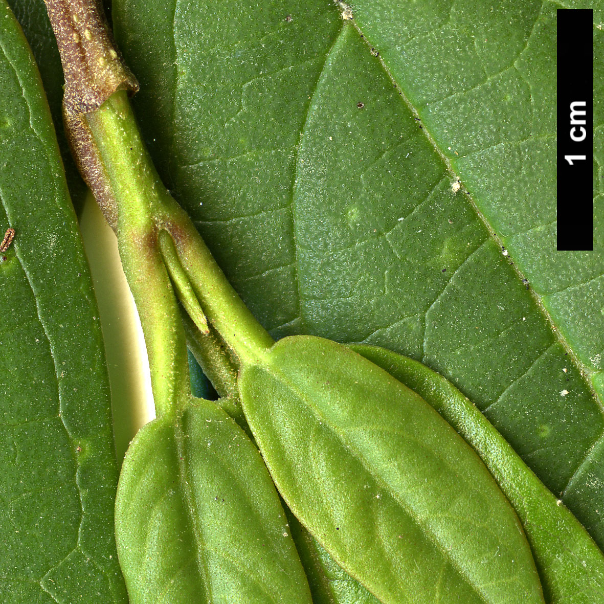 High resolution image: Family: Adoxaceae - Genus: Viburnum - Taxon: coriaceum