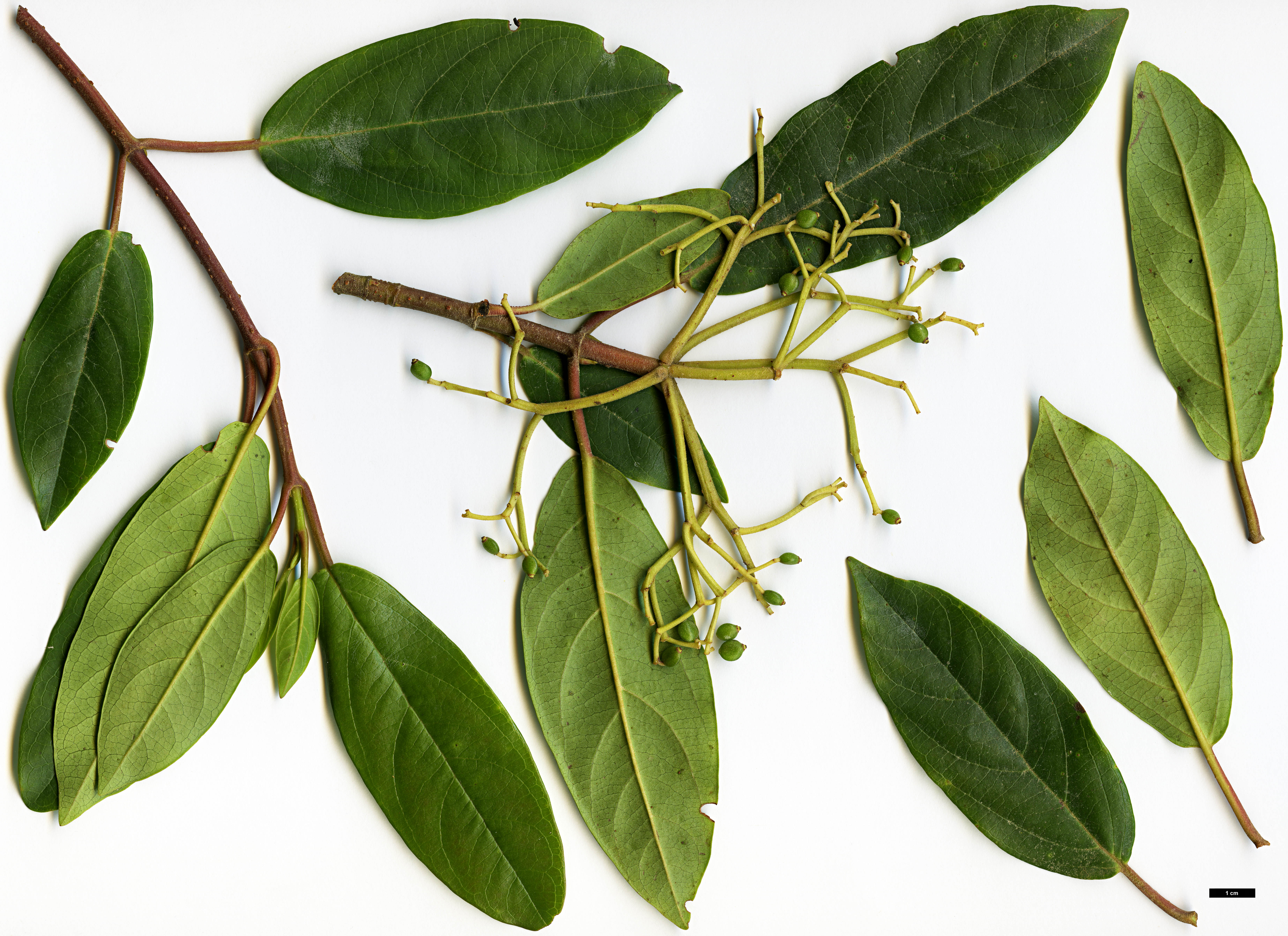 High resolution image: Family: Adoxaceae - Genus: Viburnum - Taxon: coriaceum