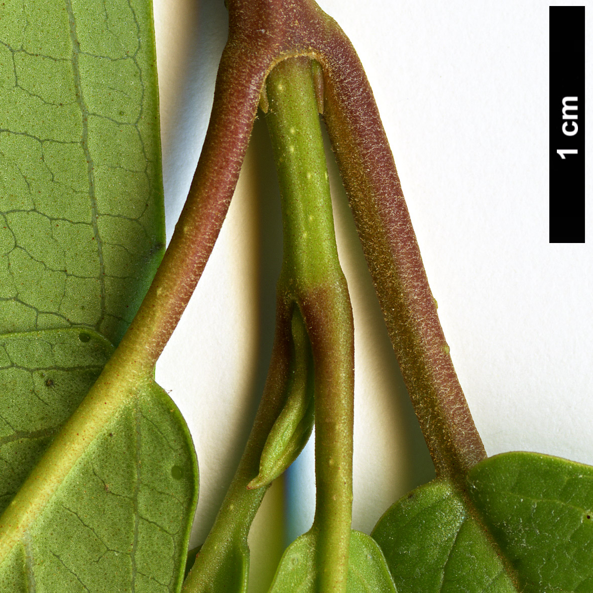 High resolution image: Family: Adoxaceae - Genus: Viburnum - Taxon: coriaceum