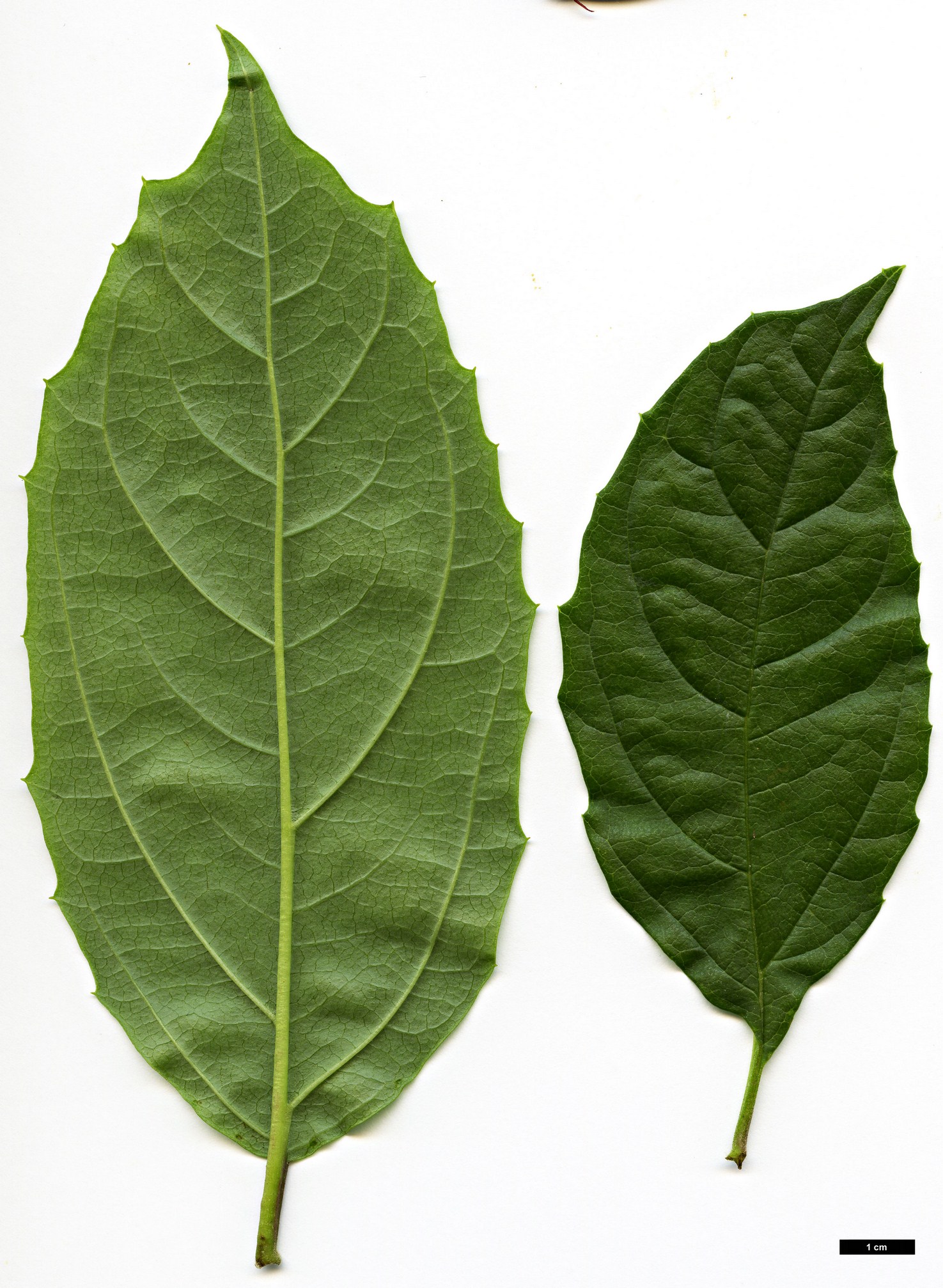 High resolution image: Family: Adoxaceae - Genus: Viburnum - Taxon: coriaceum