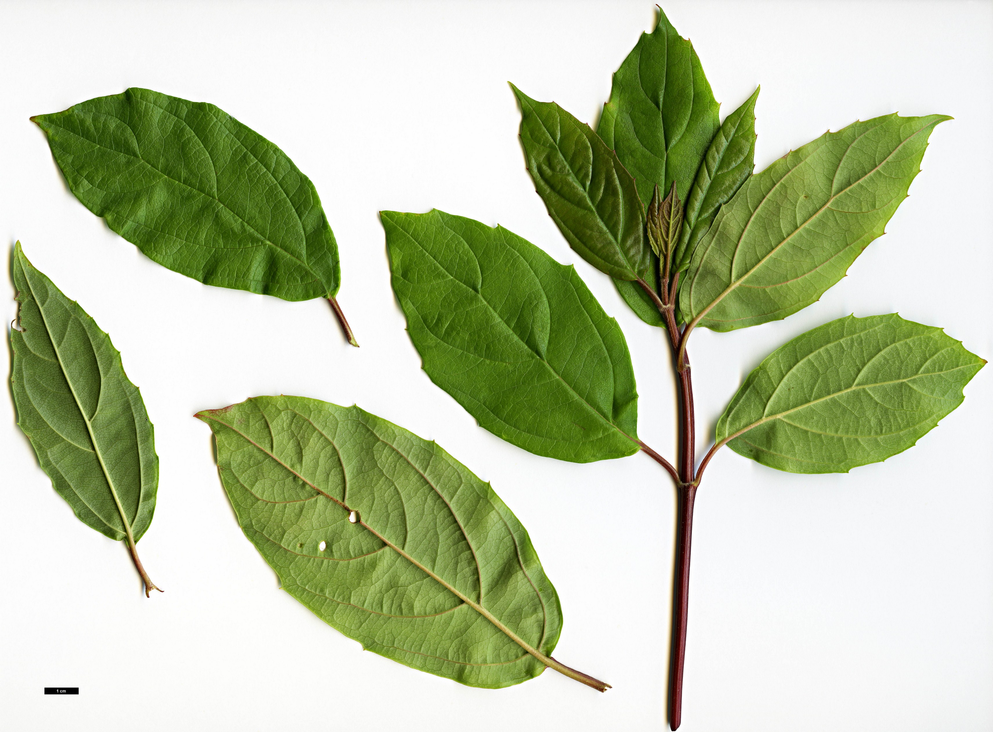 High resolution image: Family: Adoxaceae - Genus: Viburnum - Taxon: coriaceum