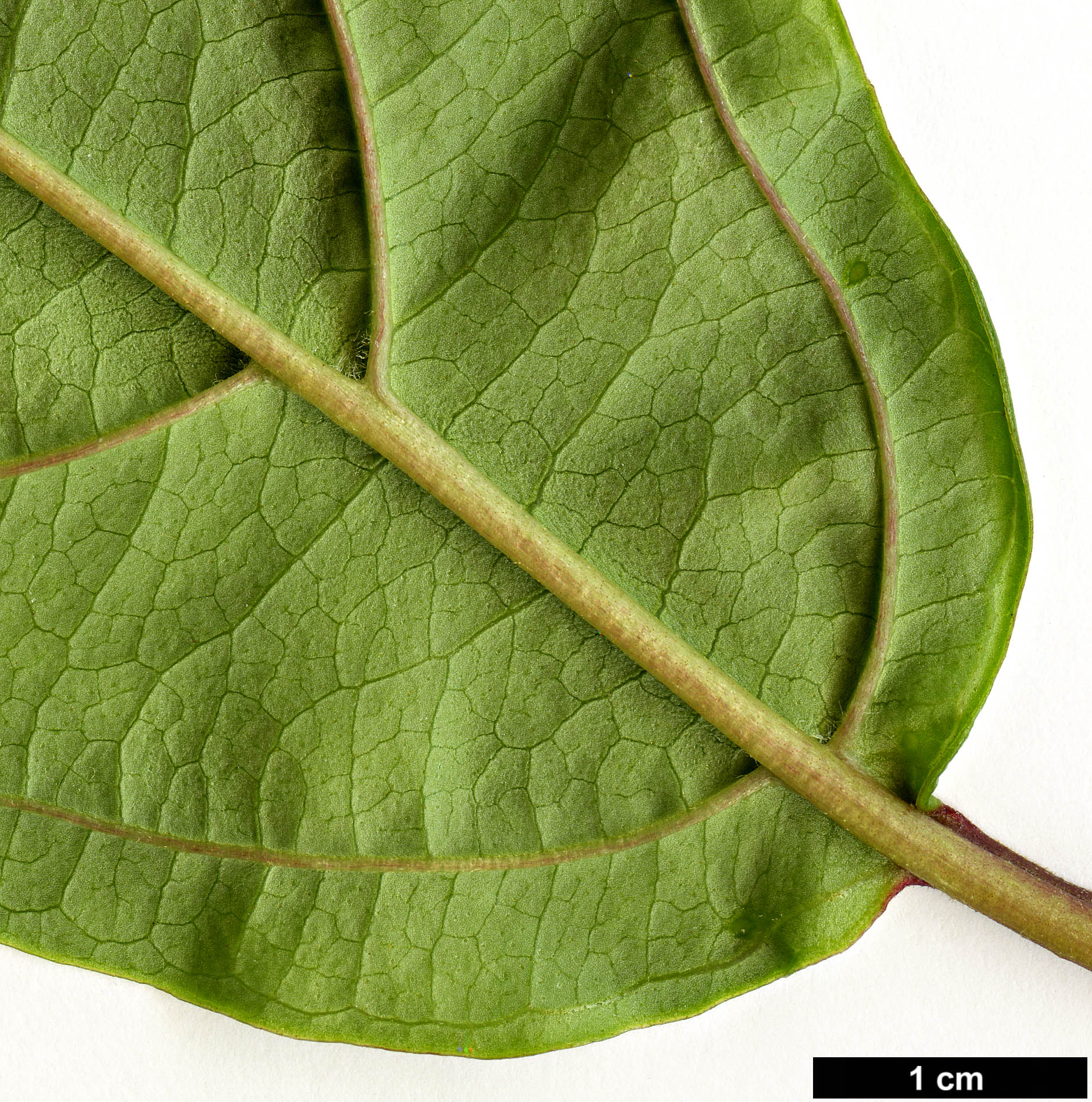 High resolution image: Family: Adoxaceae - Genus: Viburnum - Taxon: coriaceum