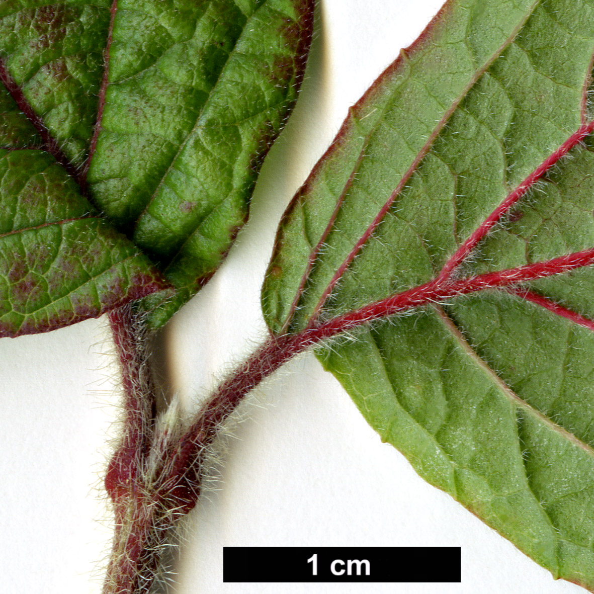 High resolution image: Family: Adoxaceae - Genus: Viburnum - Taxon: corylifolium