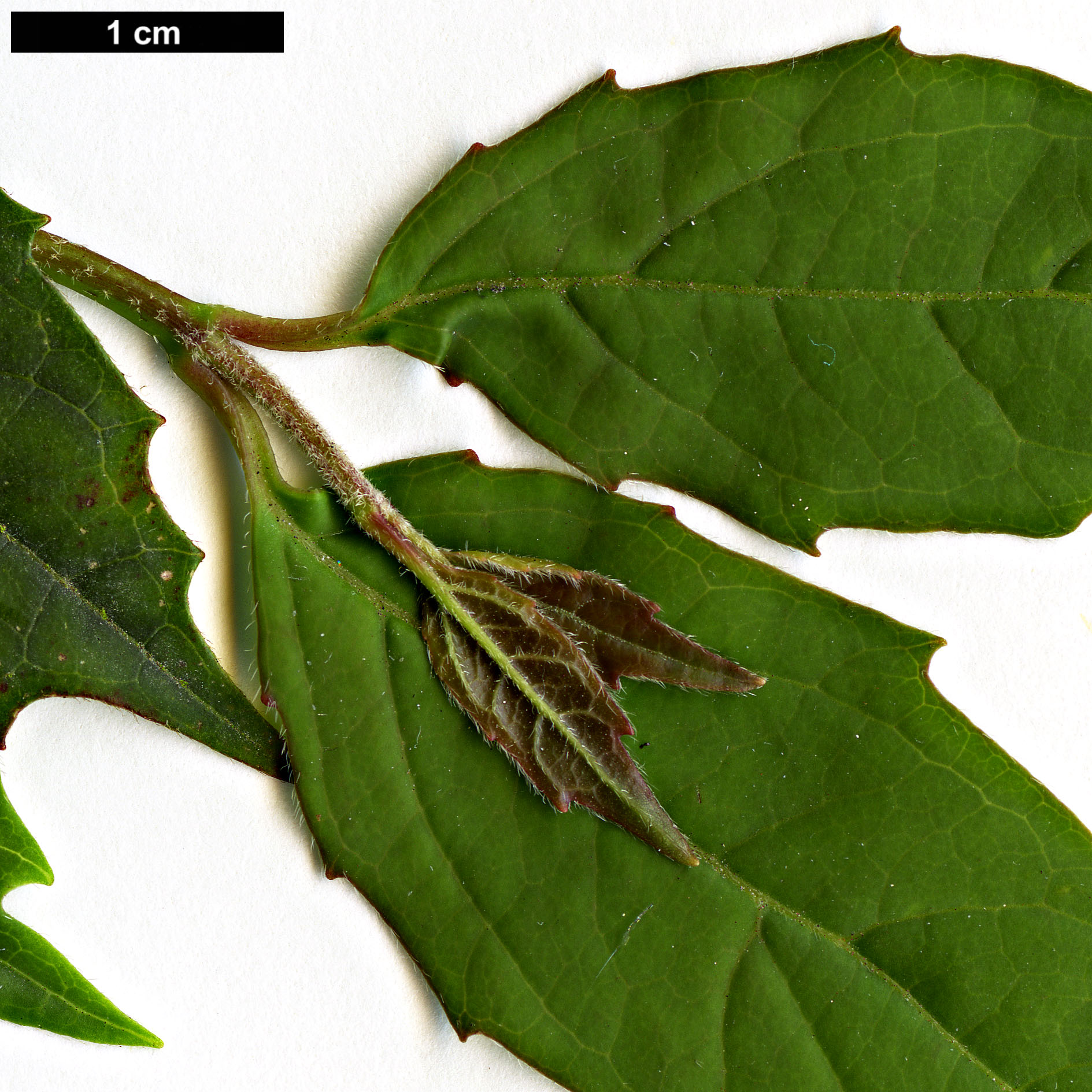 High resolution image: Family: Adoxaceae - Genus: Viburnum - Taxon: costaricanum