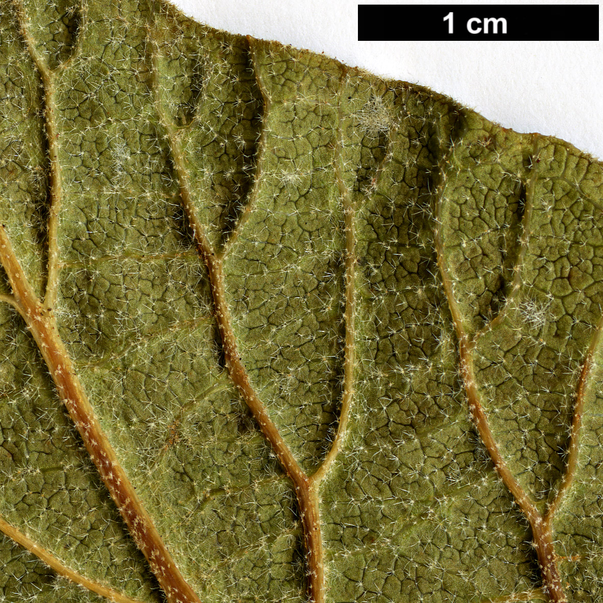 High resolution image: Family: Adoxaceae - Genus: Viburnum - Taxon: cotinifolium