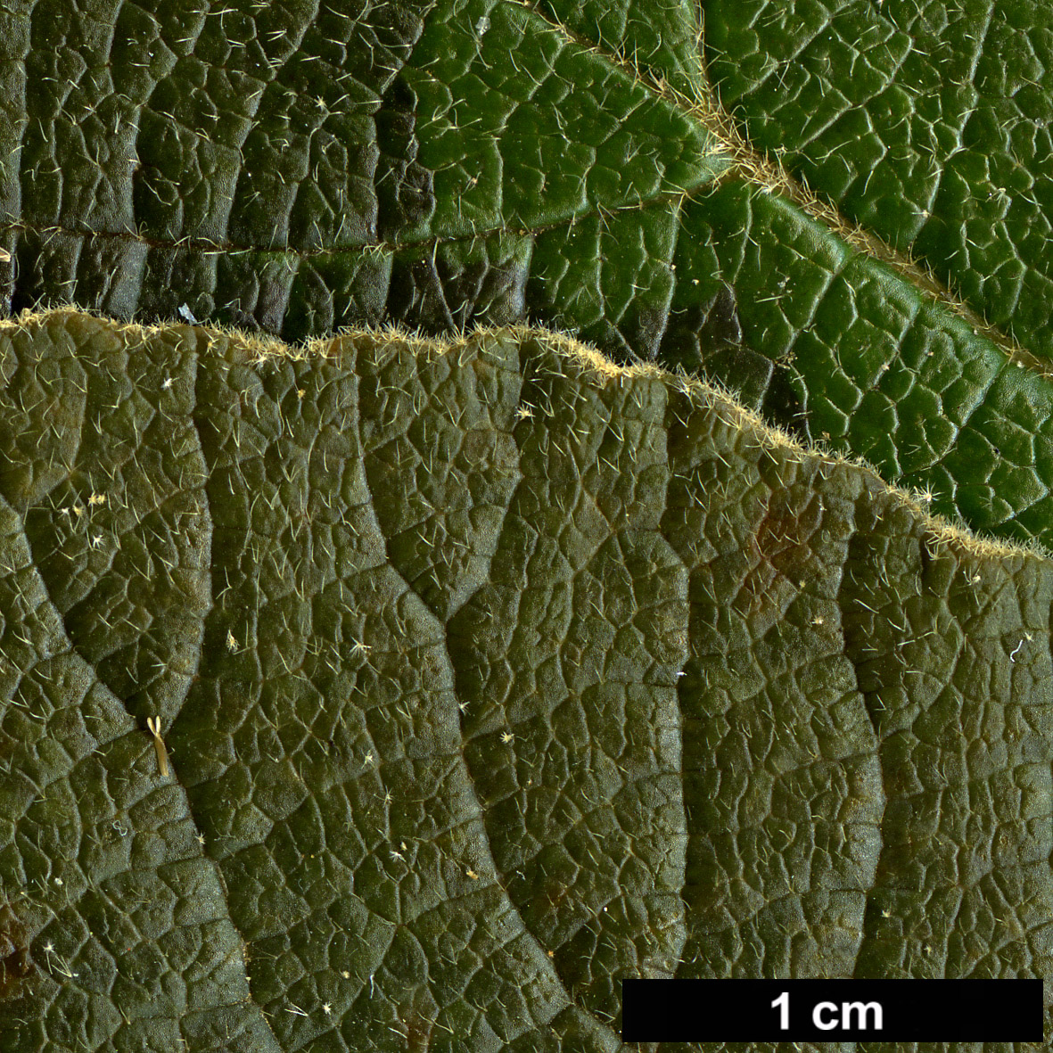 High resolution image: Family: Adoxaceae - Genus: Viburnum - Taxon: cotinifolium