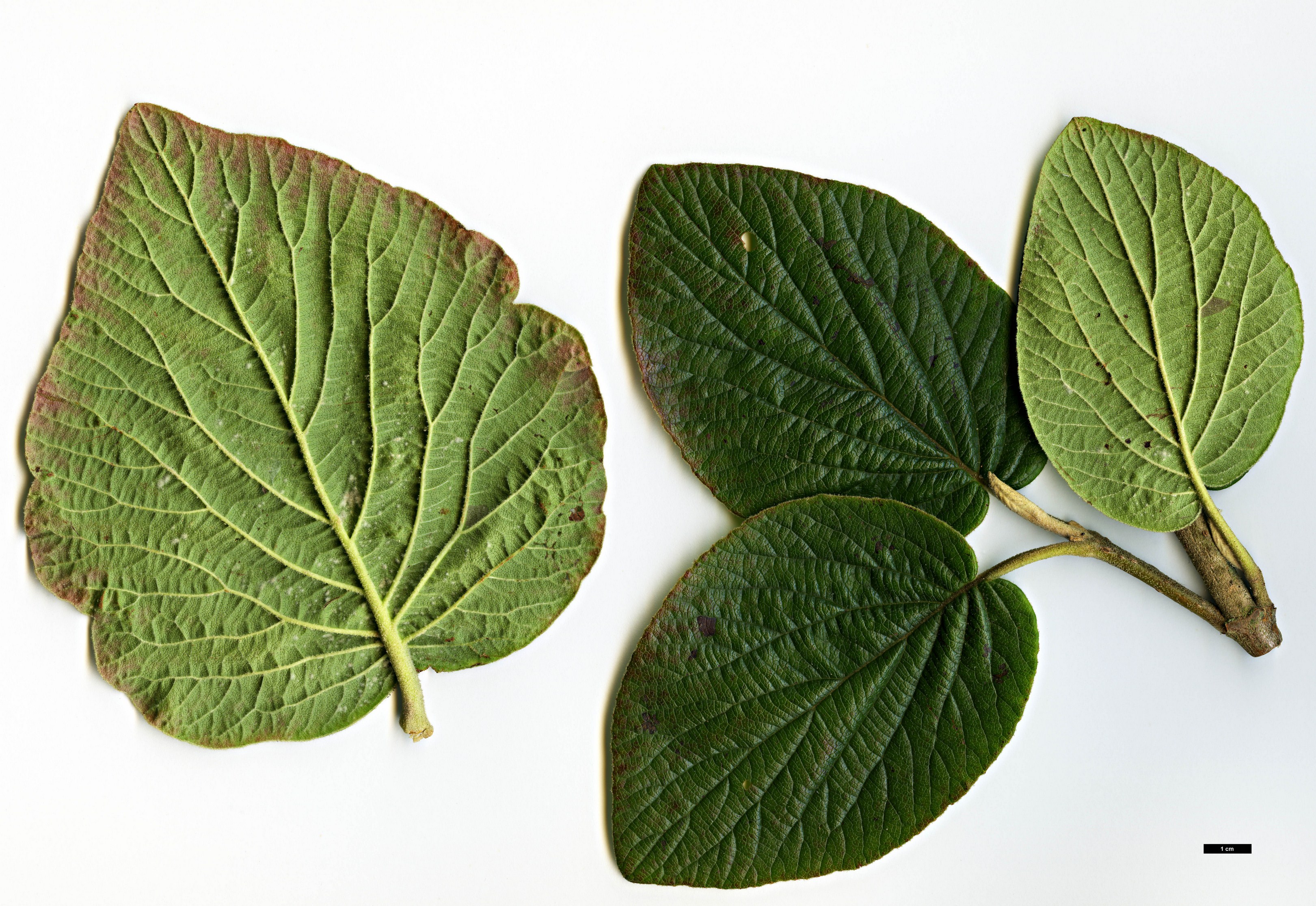 High resolution image: Family: Adoxaceae - Genus: Viburnum - Taxon: cotinifolium