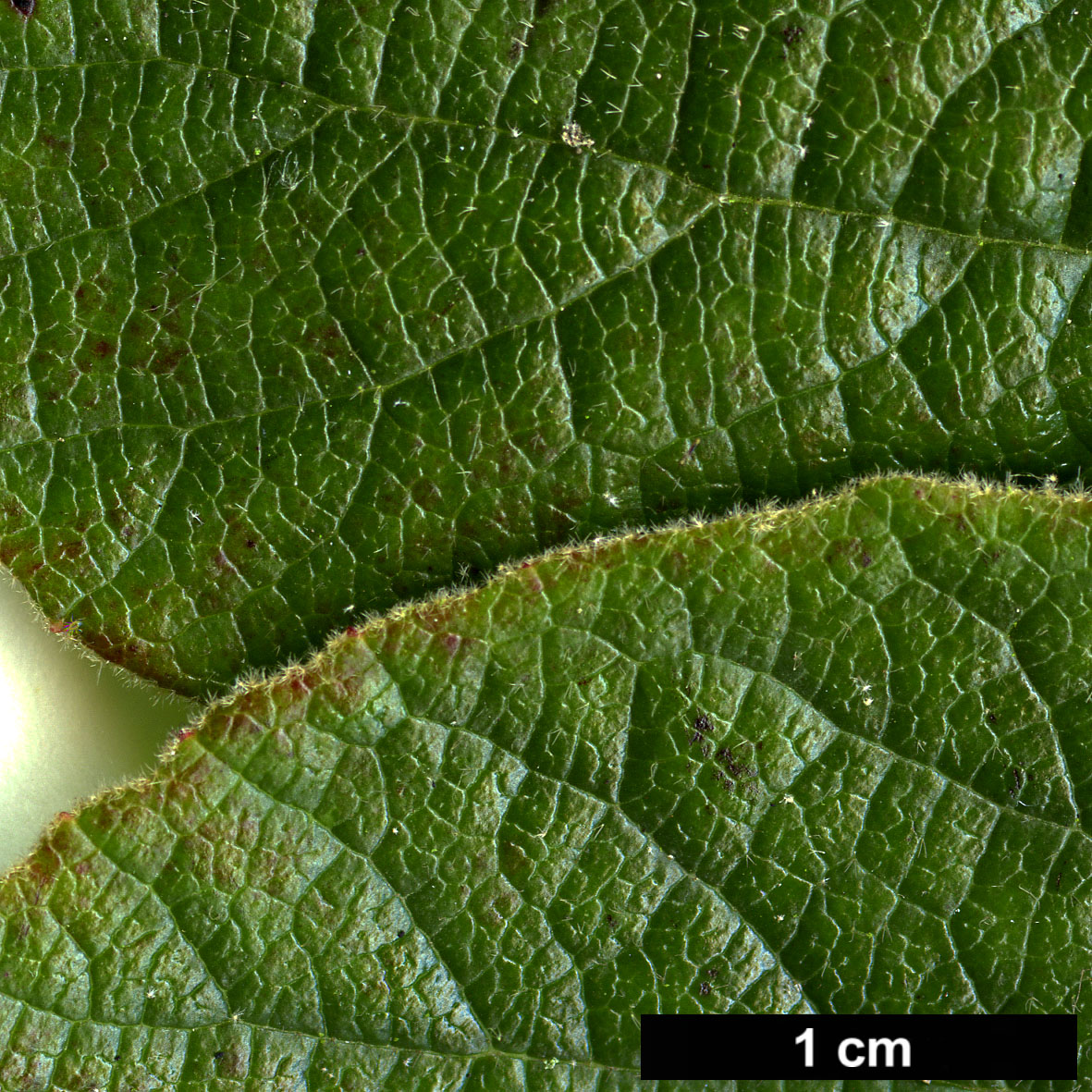 High resolution image: Family: Adoxaceae - Genus: Viburnum - Taxon: cotinifolium