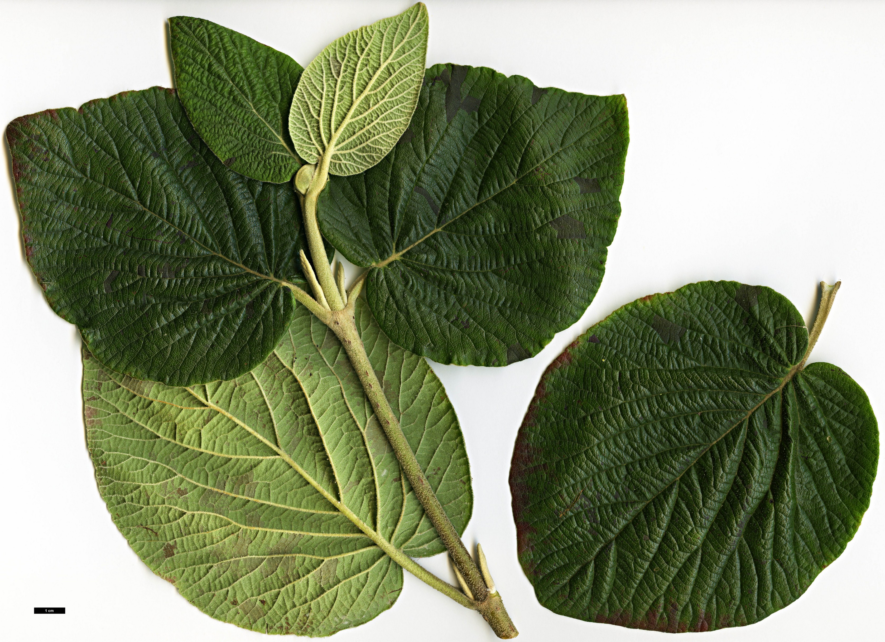 High resolution image: Family: Adoxaceae - Genus: Viburnum - Taxon: cotinifolium