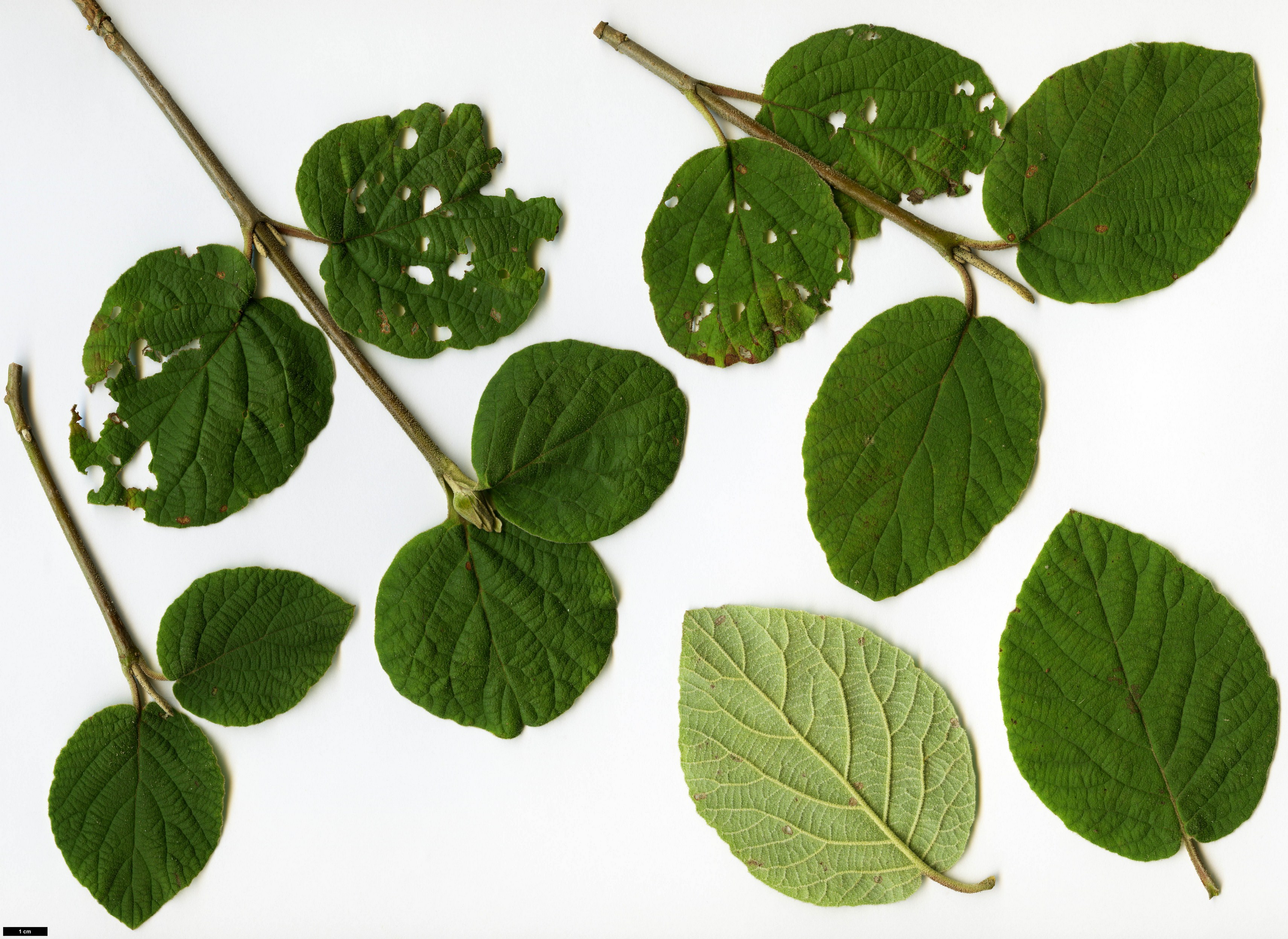 High resolution image: Family: Adoxaceae - Genus: Viburnum - Taxon: cotinifolium