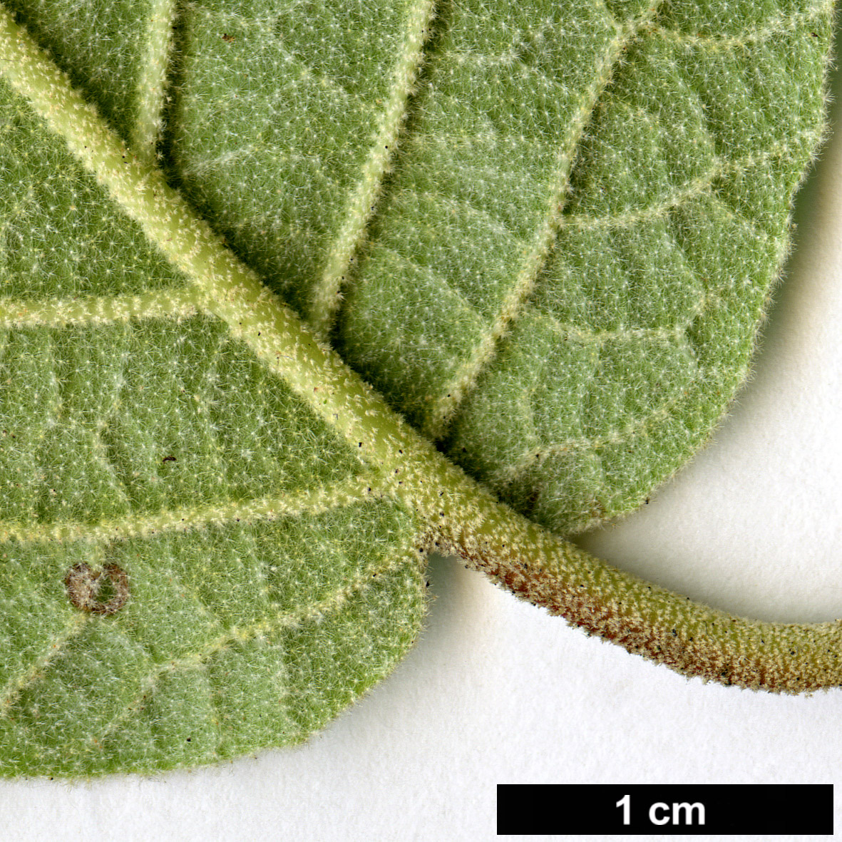 High resolution image: Family: Adoxaceae - Genus: Viburnum - Taxon: cotinifolium