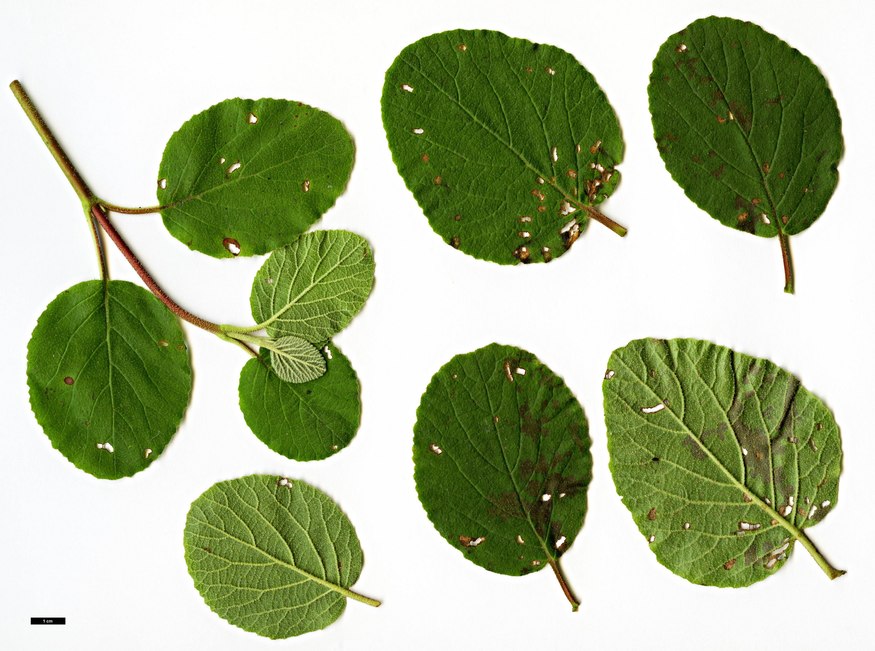 High resolution image: Family: Adoxaceae - Genus: Viburnum - Taxon: cotinifolium