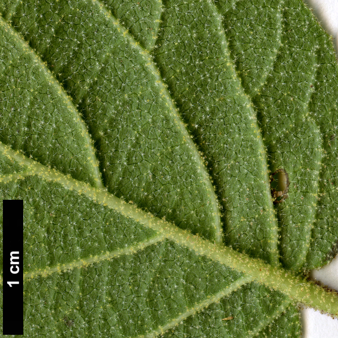 High resolution image: Family: Adoxaceae - Genus: Viburnum - Taxon: cotinifolium