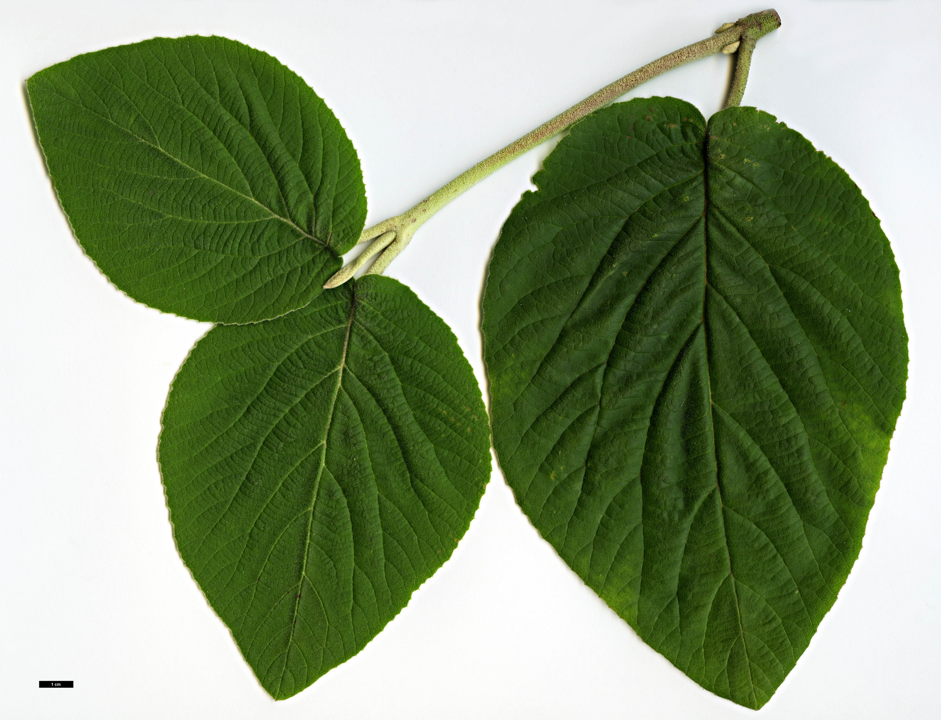 High resolution image: Family: Adoxaceae - Genus: Viburnum - Taxon: cotinifolium