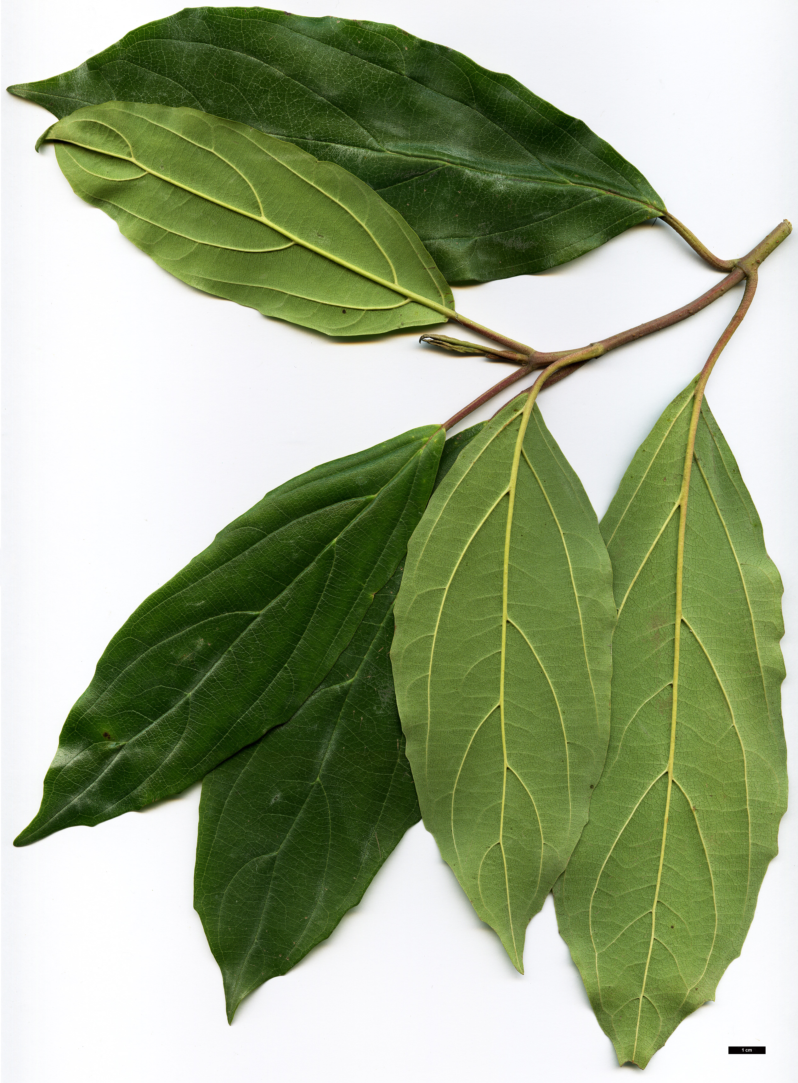 High resolution image: Family: Adoxaceae - Genus: Viburnum - Taxon: cylindricum