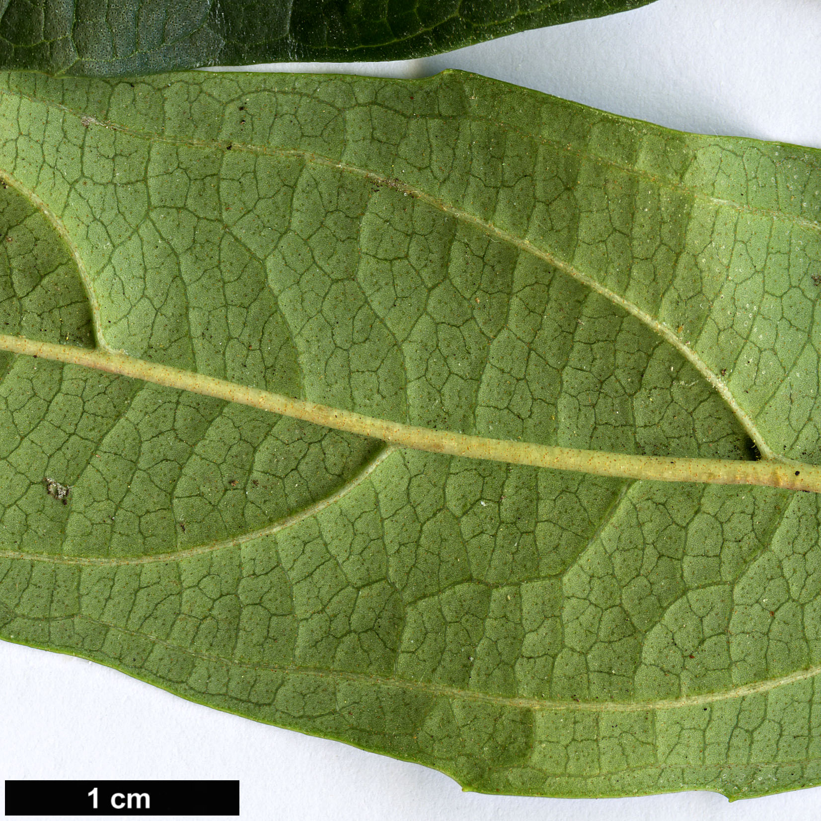 High resolution image: Family: Adoxaceae - Genus: Viburnum - Taxon: cylindricum