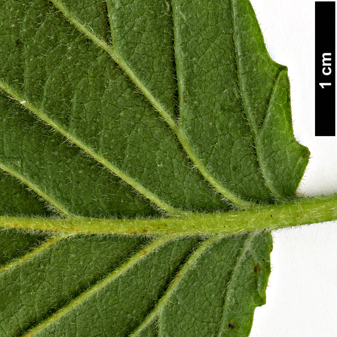High resolution image: Family: Adoxaceae - Genus: Viburnum - Taxon: deamii