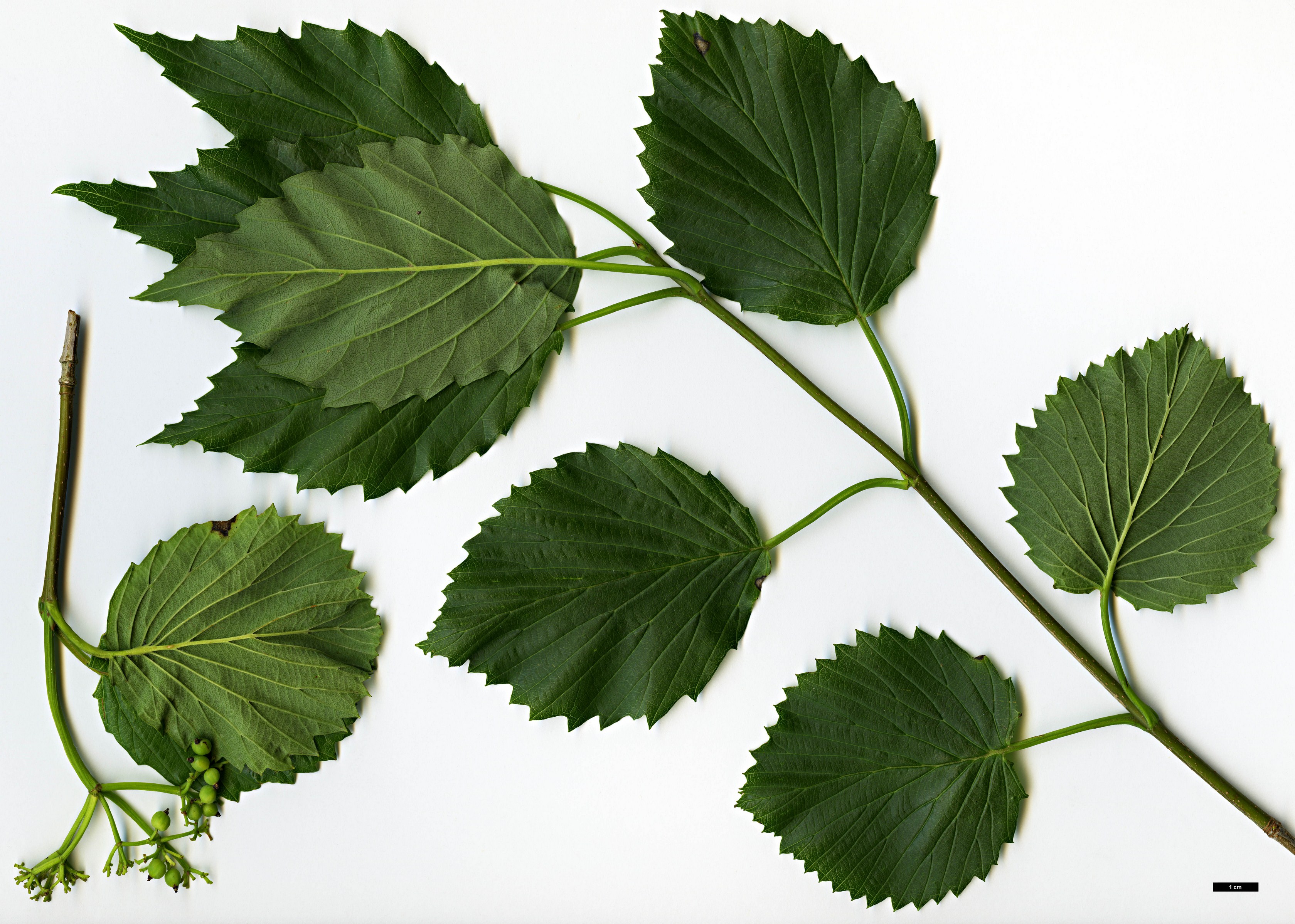 High resolution image: Family: Adoxaceae - Genus: Viburnum - Taxon: dentatum