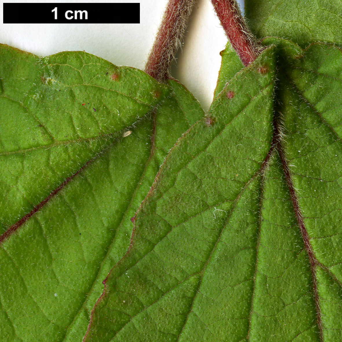 High resolution image: Family: Adoxaceae - Genus: Viburnum - Taxon: dilatatum