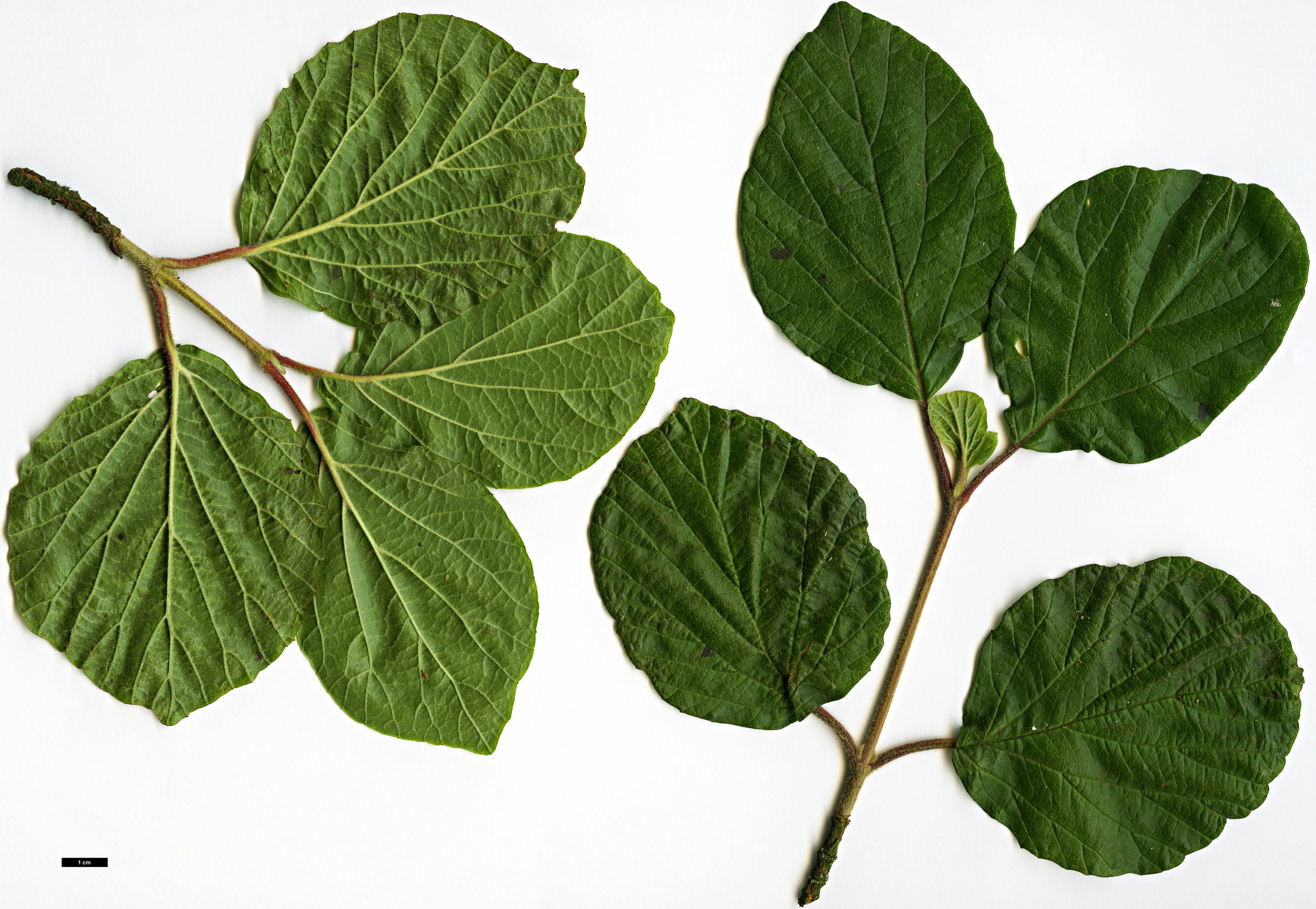 High resolution image: Family: Adoxaceae - Genus: Viburnum - Taxon: dilatatum