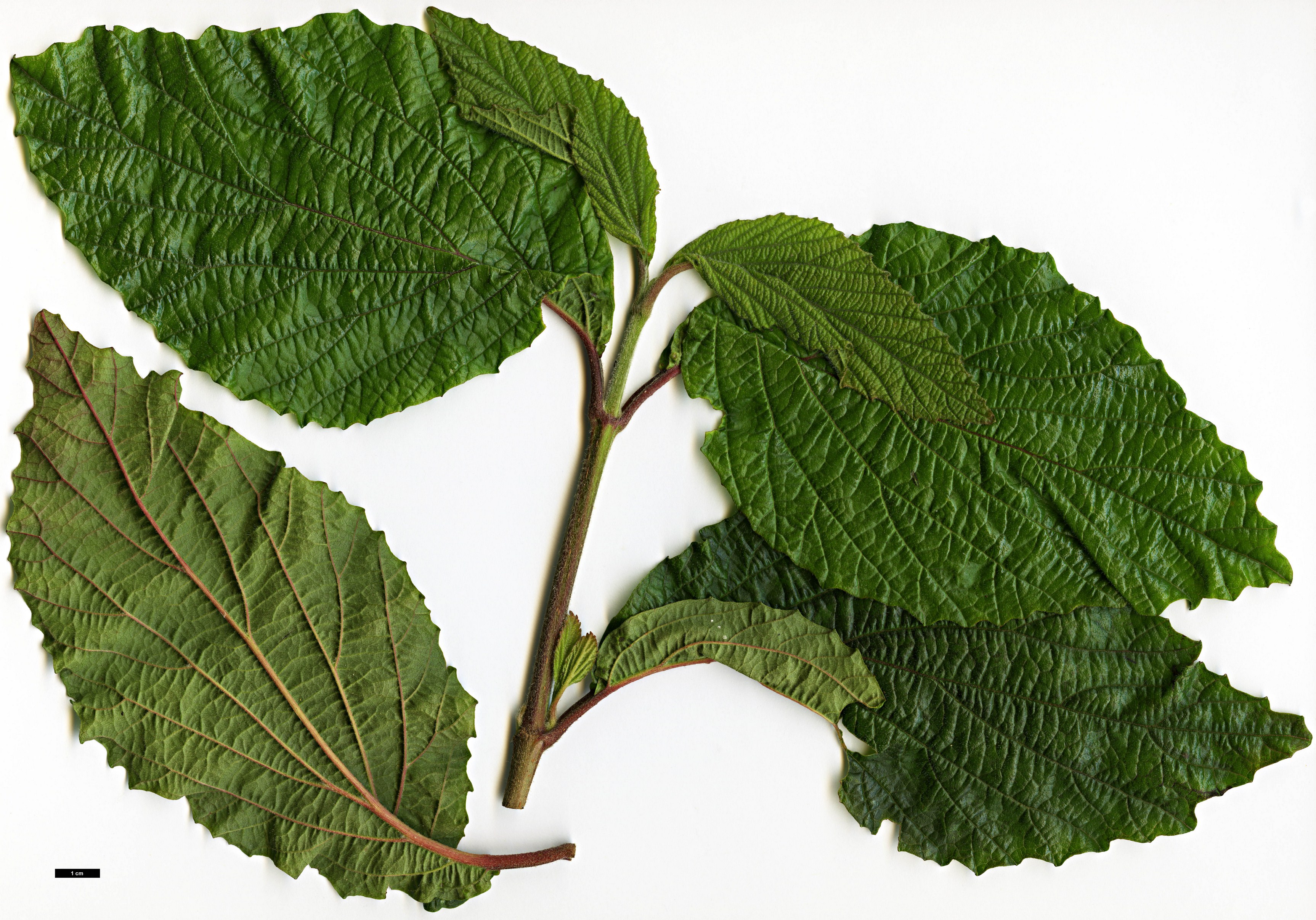 High resolution image: Family: Adoxaceae - Genus: Viburnum - Taxon: dilatatum