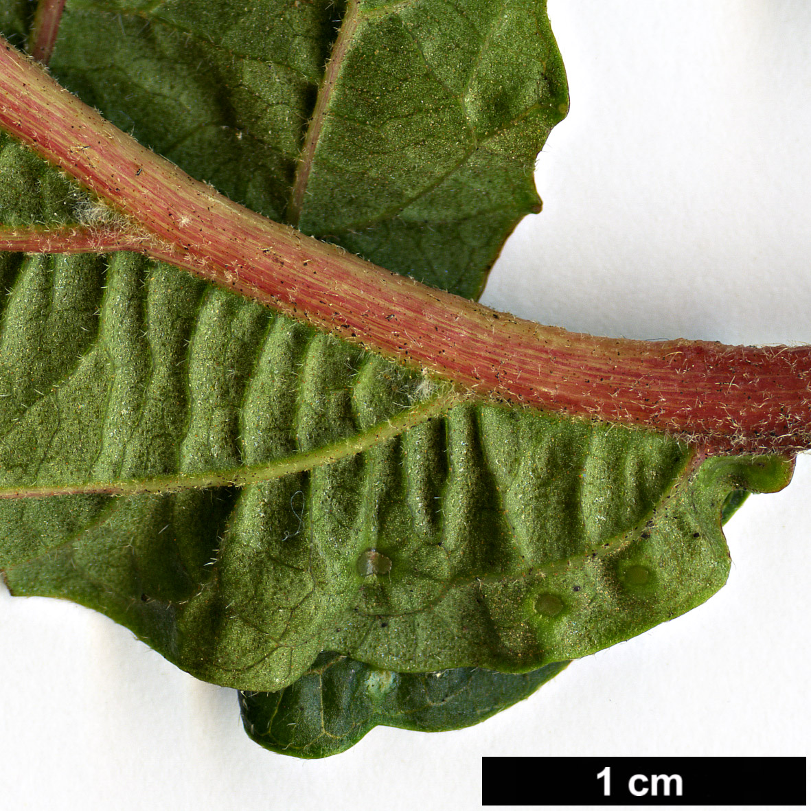 High resolution image: Family: Adoxaceae - Genus: Viburnum - Taxon: dilatatum