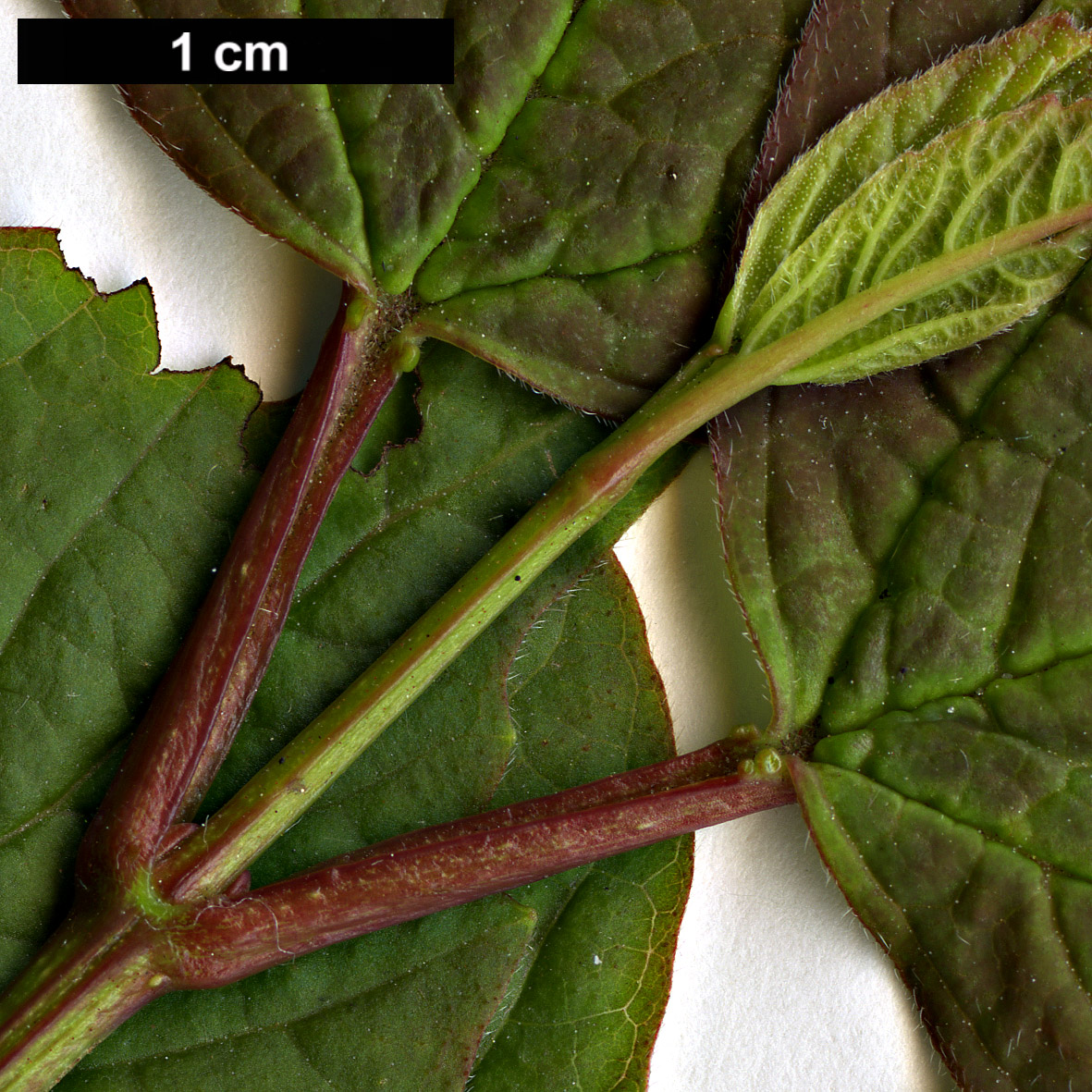 High resolution image: Family: Adoxaceae - Genus: Viburnum - Taxon: edule