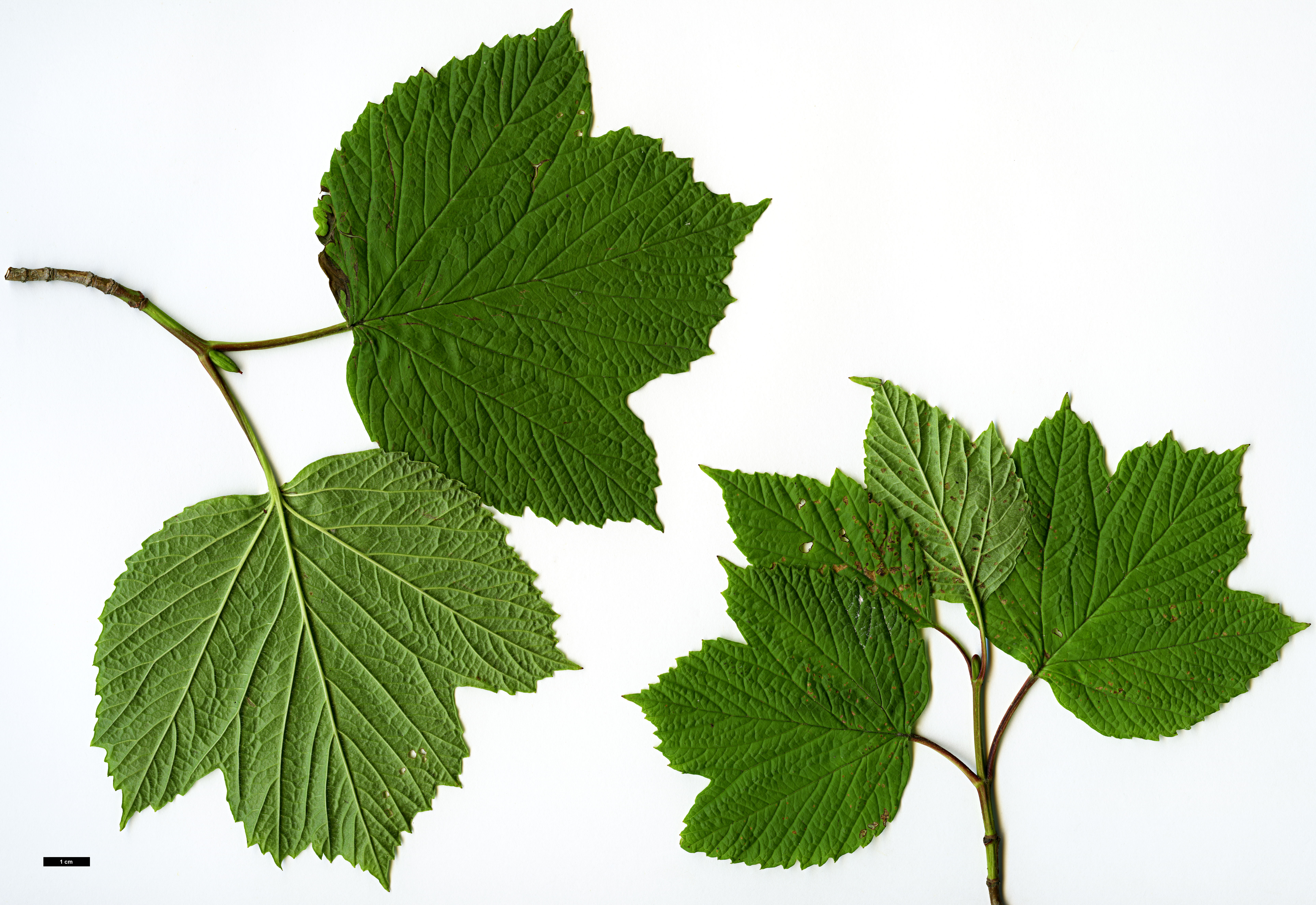 High resolution image: Family: Adoxaceae - Genus: Viburnum - Taxon: edule