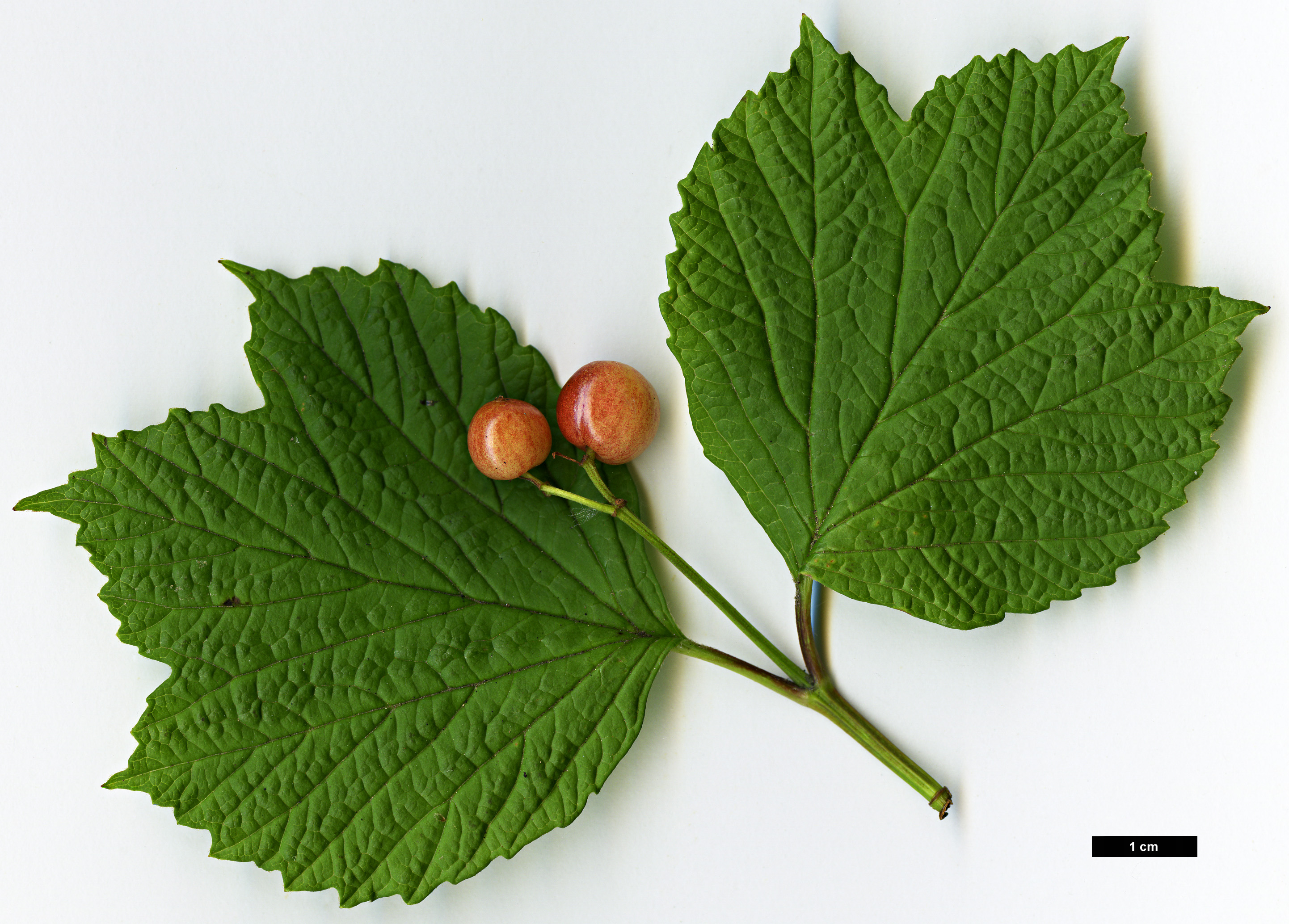 High resolution image: Family: Adoxaceae - Genus: Viburnum - Taxon: edule