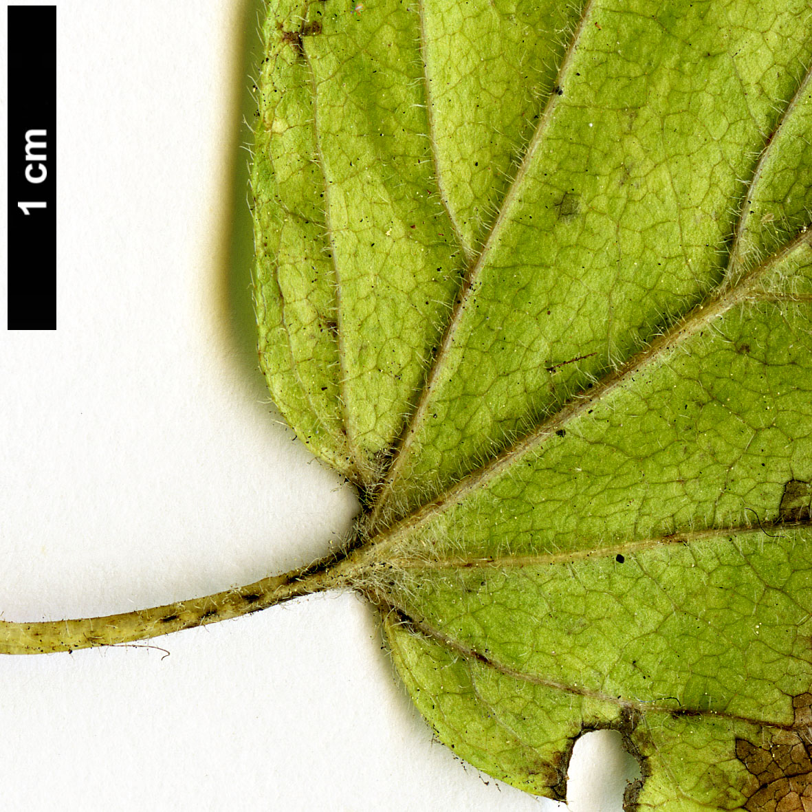 High resolution image: Family: Adoxaceae - Genus: Viburnum - Taxon: ellipticum