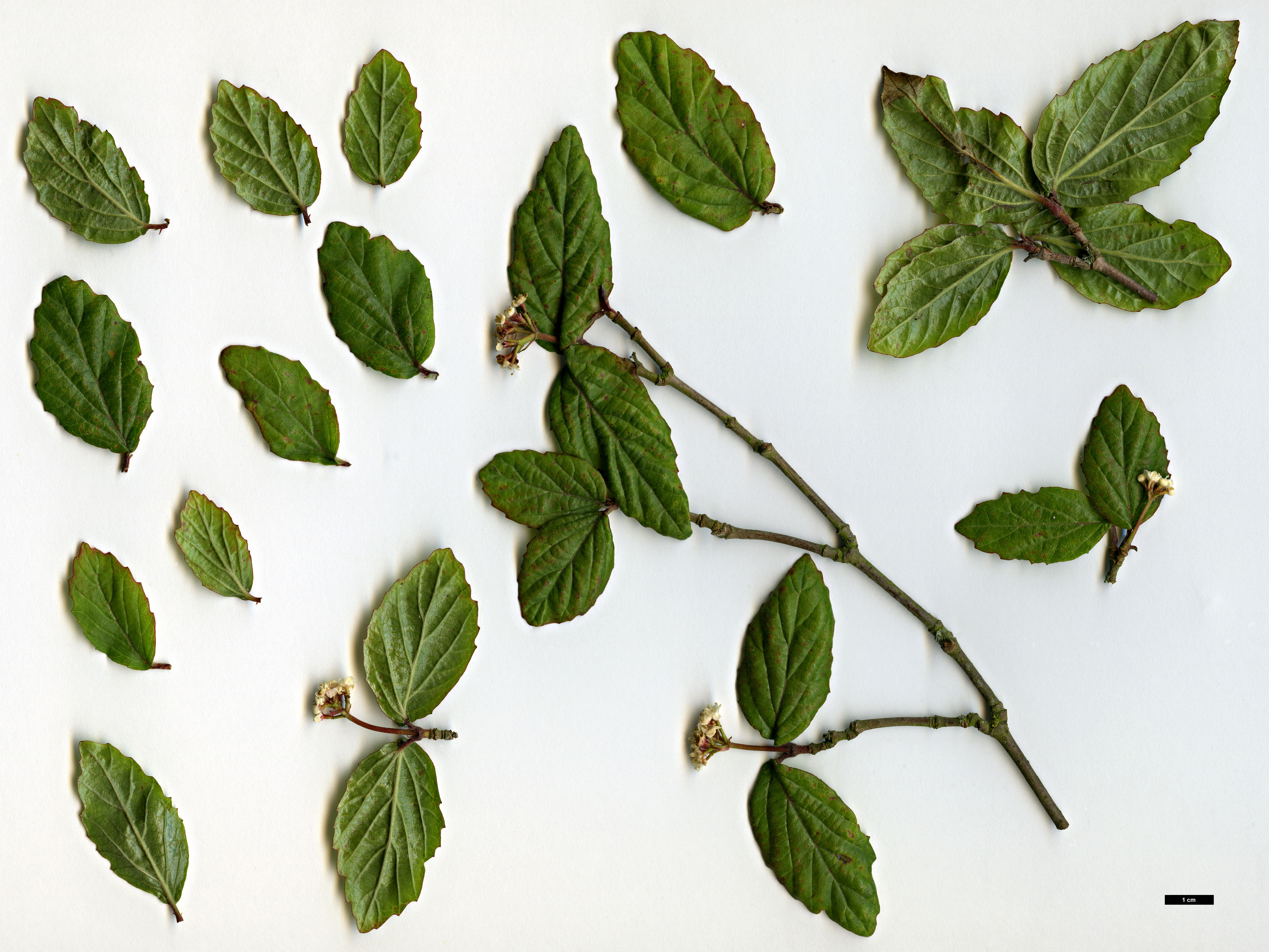 High resolution image: Family: Adoxaceae - Genus: Viburnum - Taxon: erosum