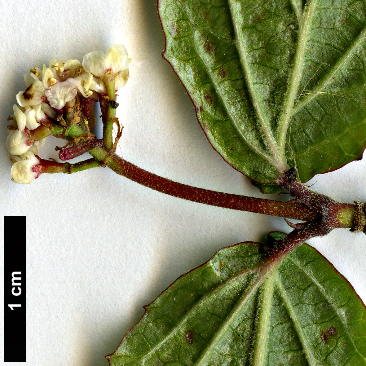 High resolution image: Family: Adoxaceae - Genus: Viburnum - Taxon: erosum