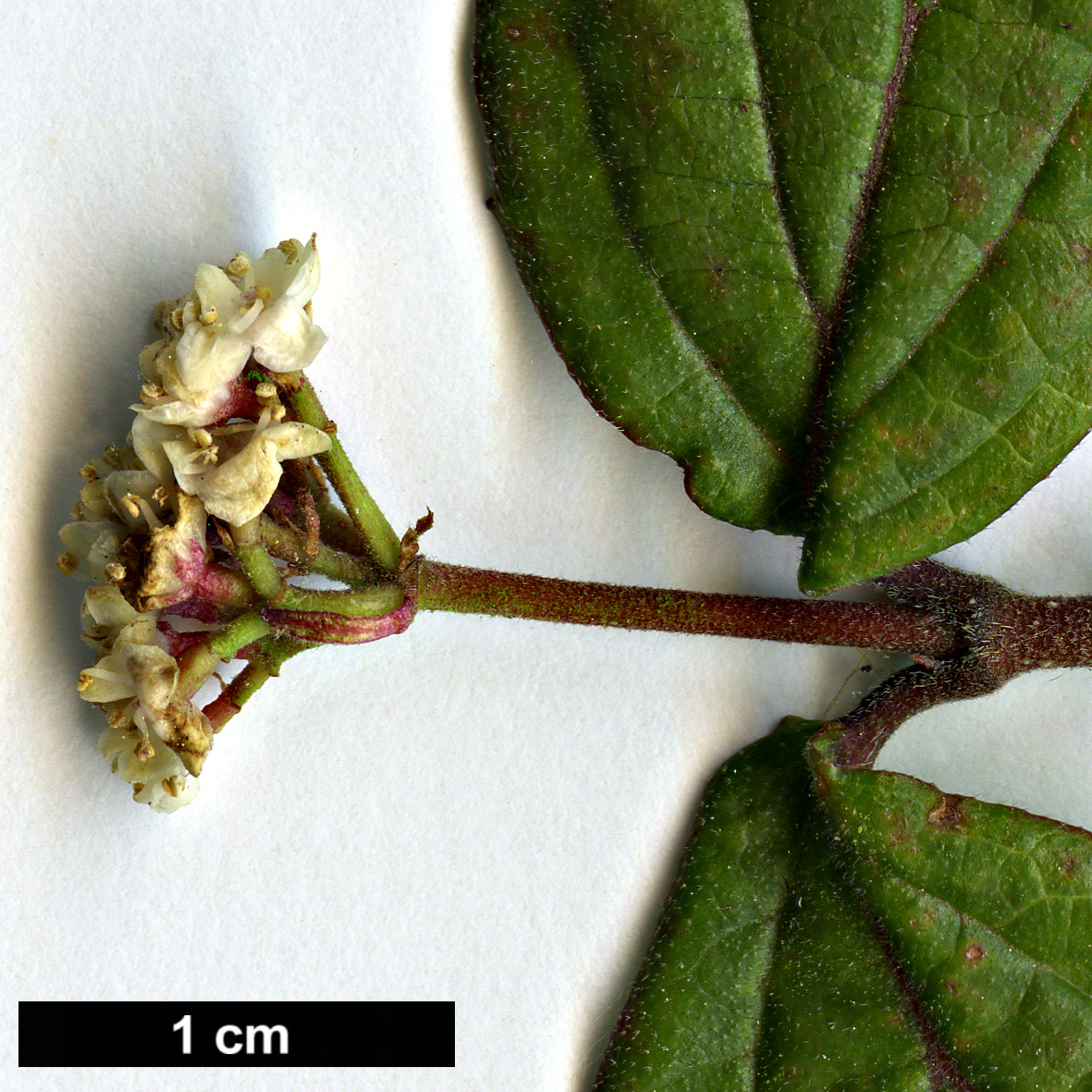 High resolution image: Family: Adoxaceae - Genus: Viburnum - Taxon: erosum