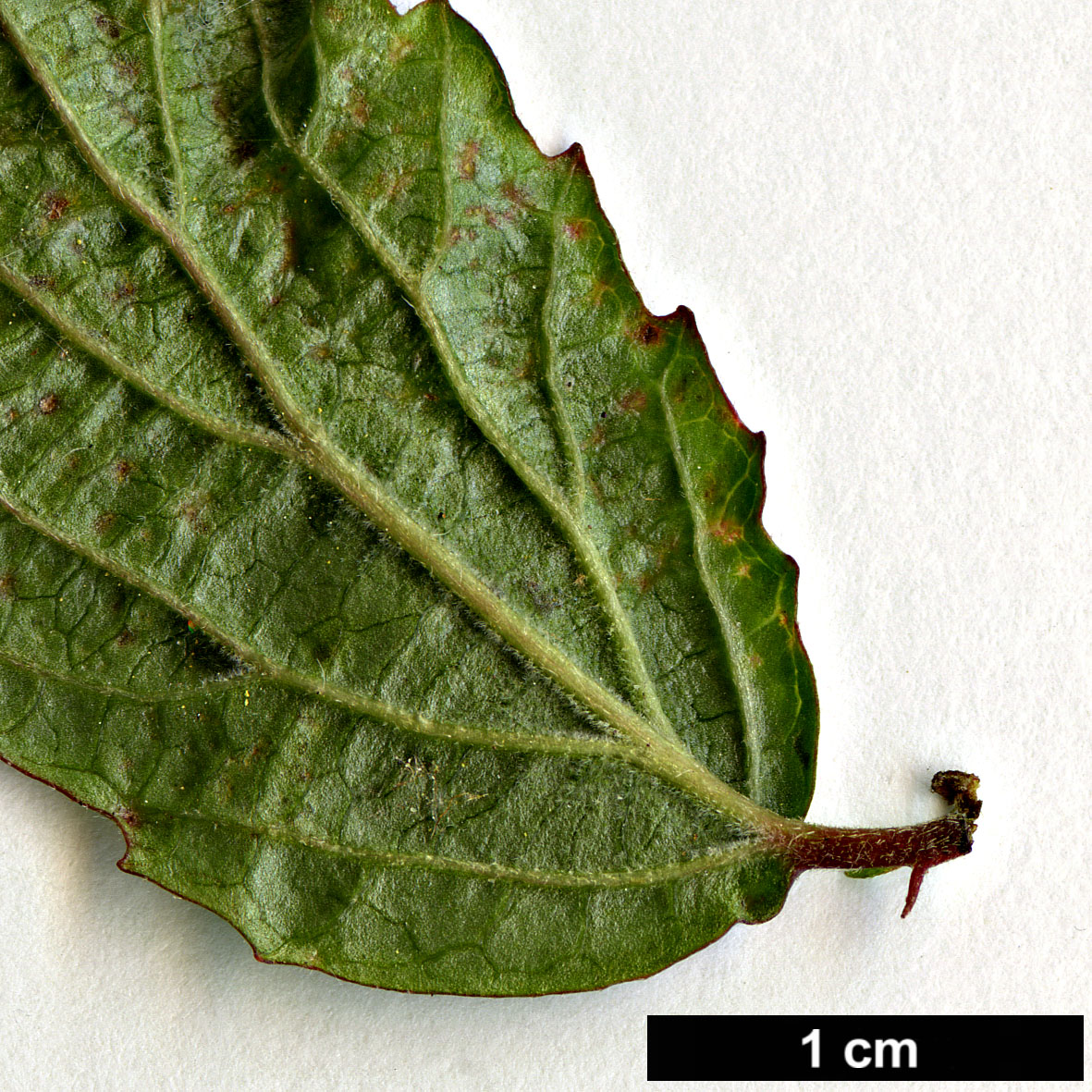 High resolution image: Family: Adoxaceae - Genus: Viburnum - Taxon: erosum