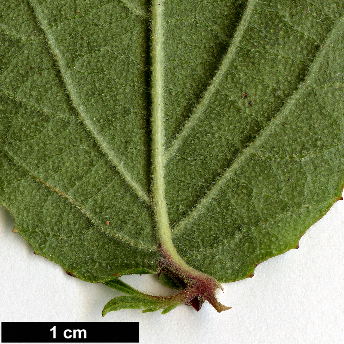 High resolution image: Family: Adoxaceae - Genus: Viburnum - Taxon: erosum