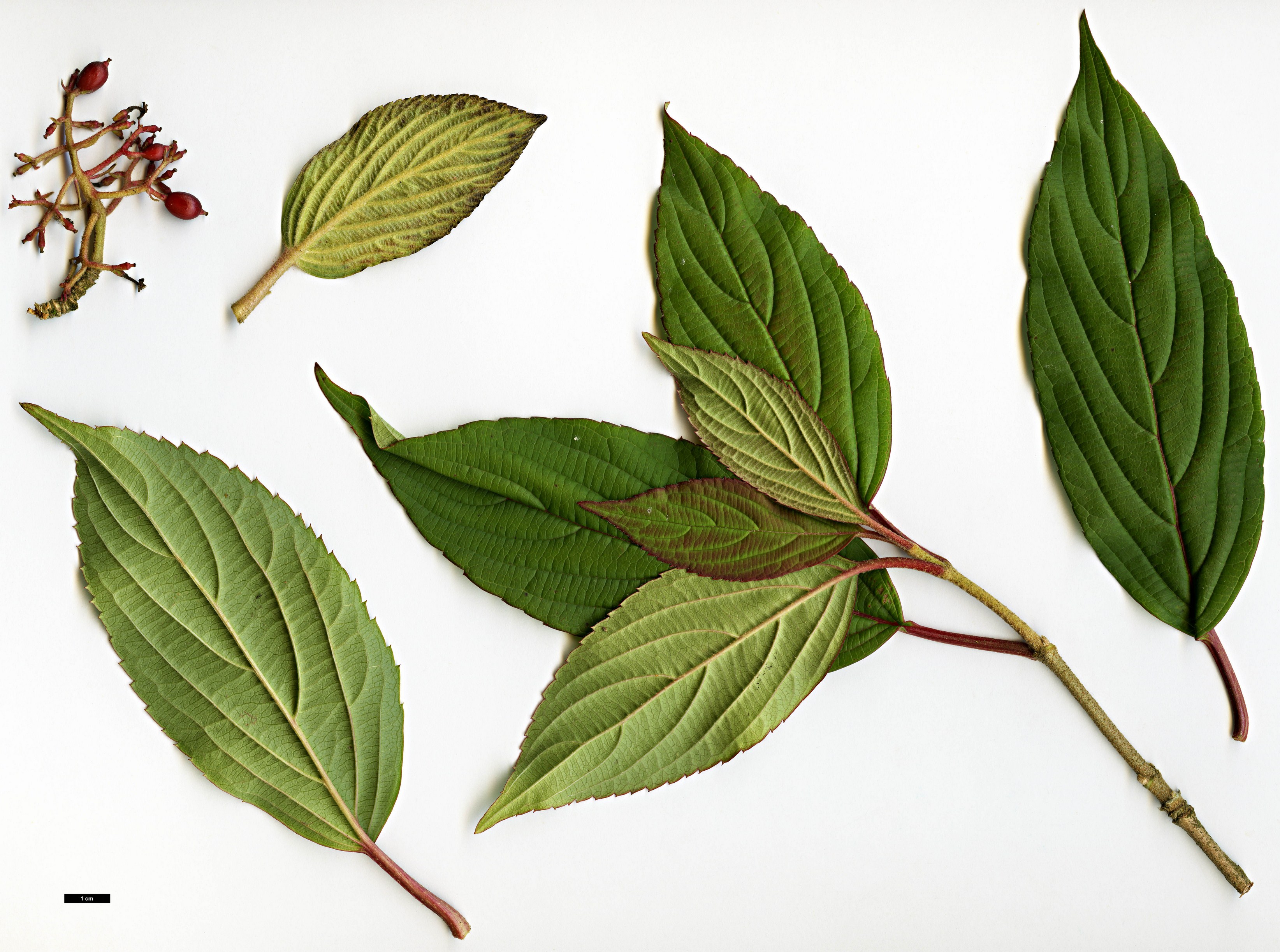 High resolution image: Family: Adoxaceae - Genus: Viburnum - Taxon: erubescens