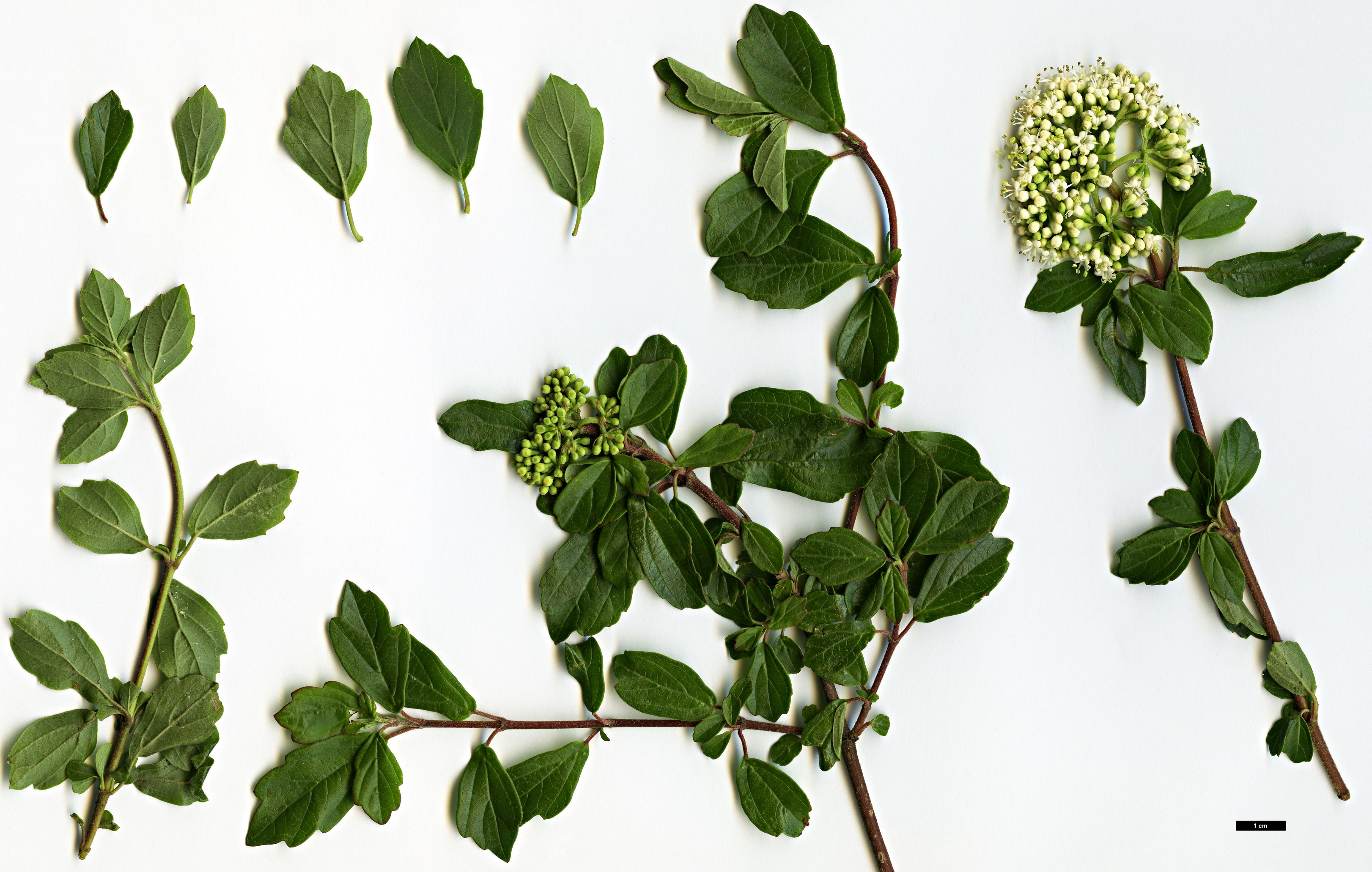 High resolution image: Family: Adoxaceae - Genus: Viburnum - Taxon: foetidum