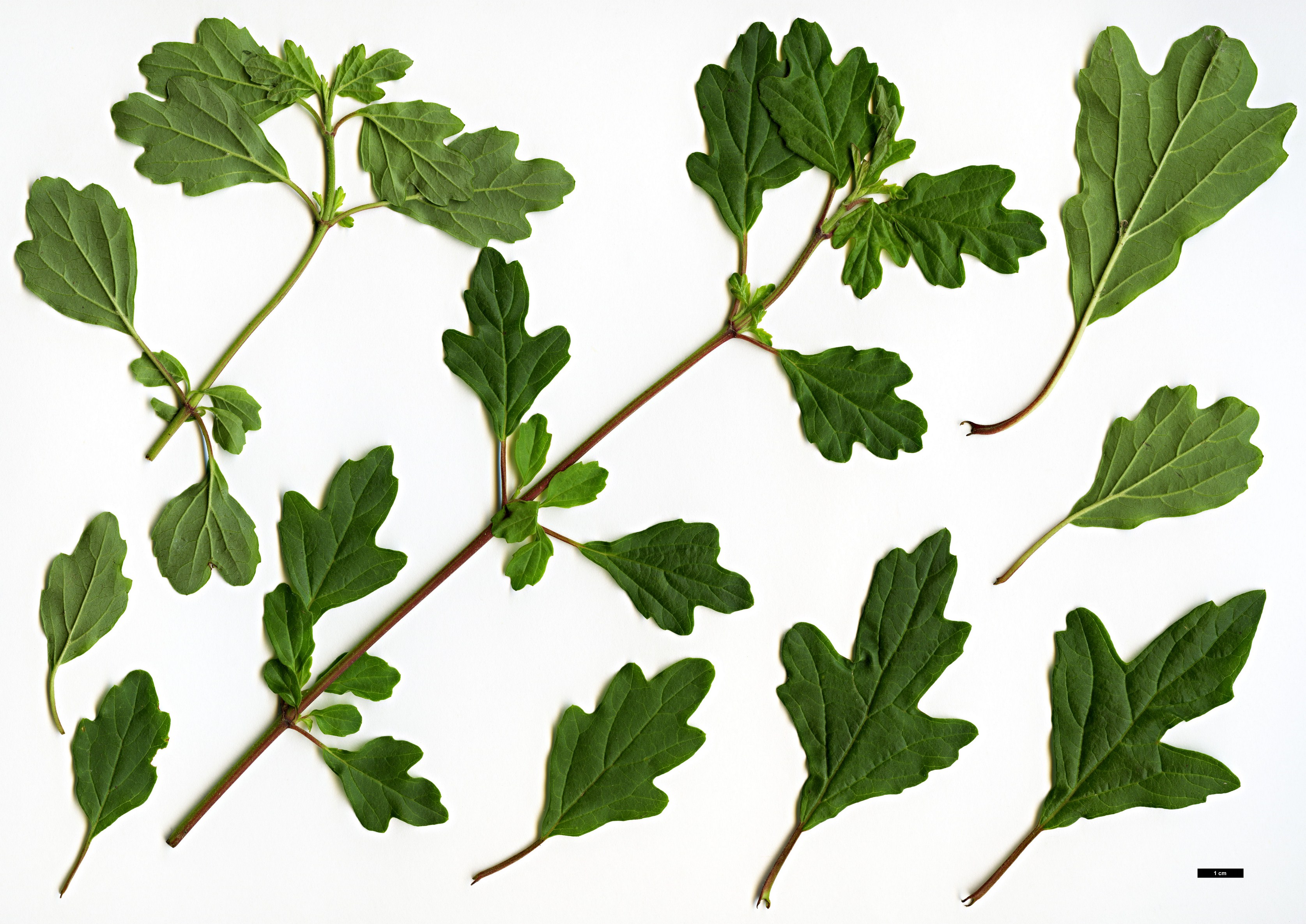 High resolution image: Family: Adoxaceae - Genus: Viburnum - Taxon: foetidum