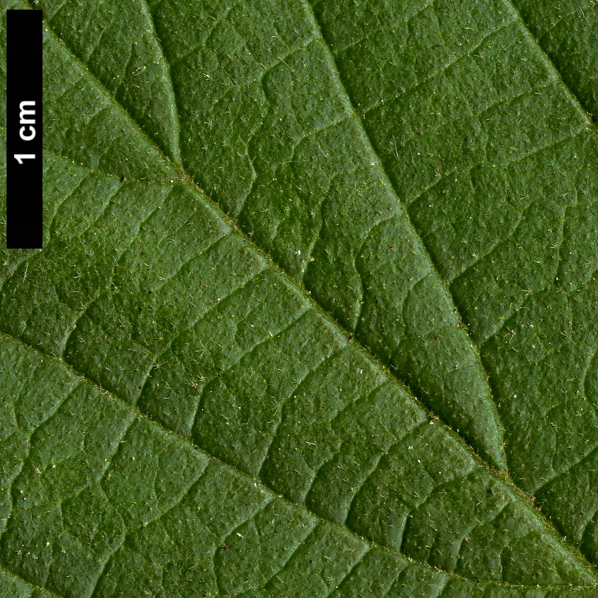 High resolution image: Family: Adoxaceae - Genus: Viburnum - Taxon: fordiae