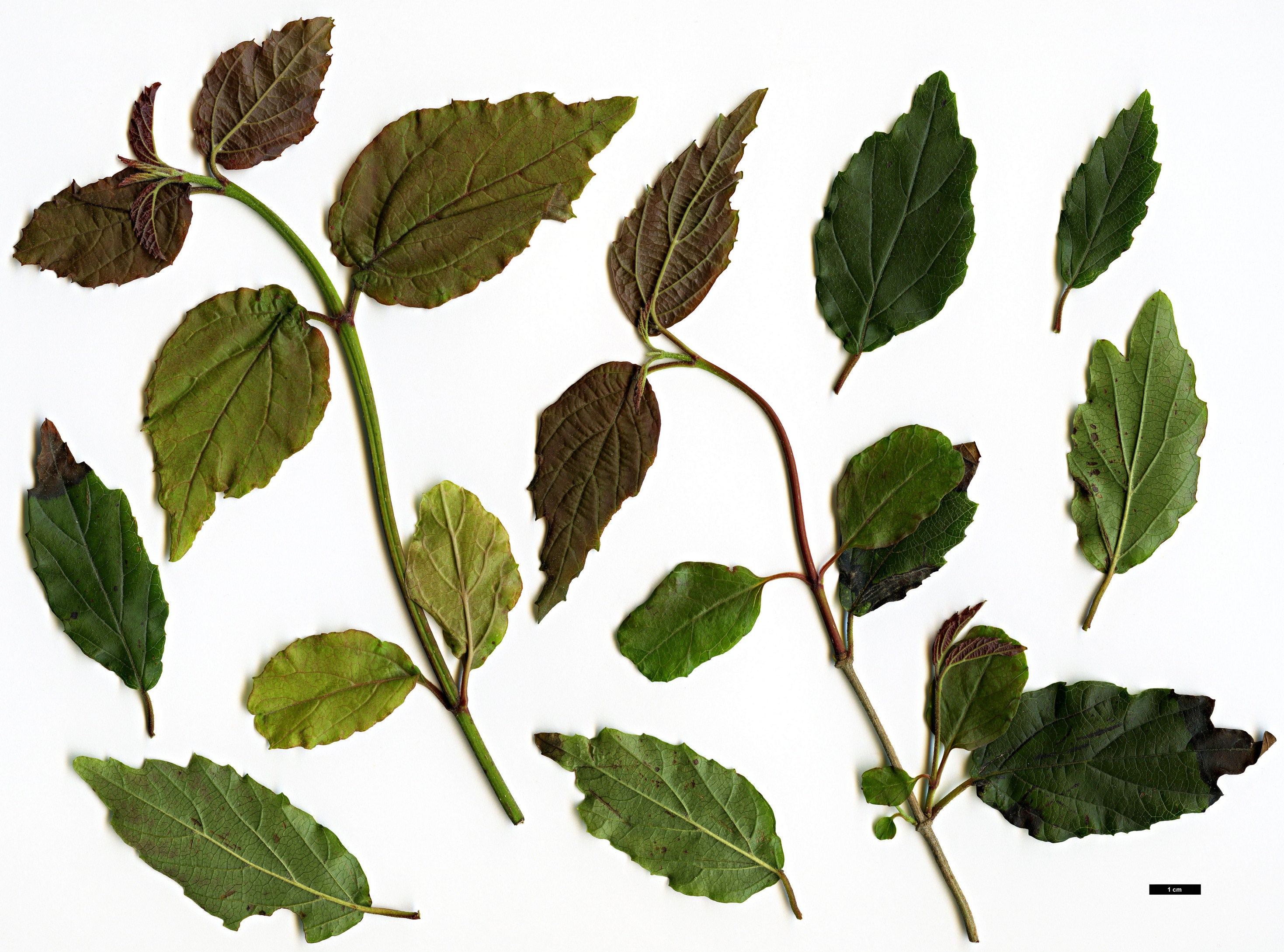 High resolution image: Family: Adoxaceae - Genus: Viburnum - Taxon: formosanum