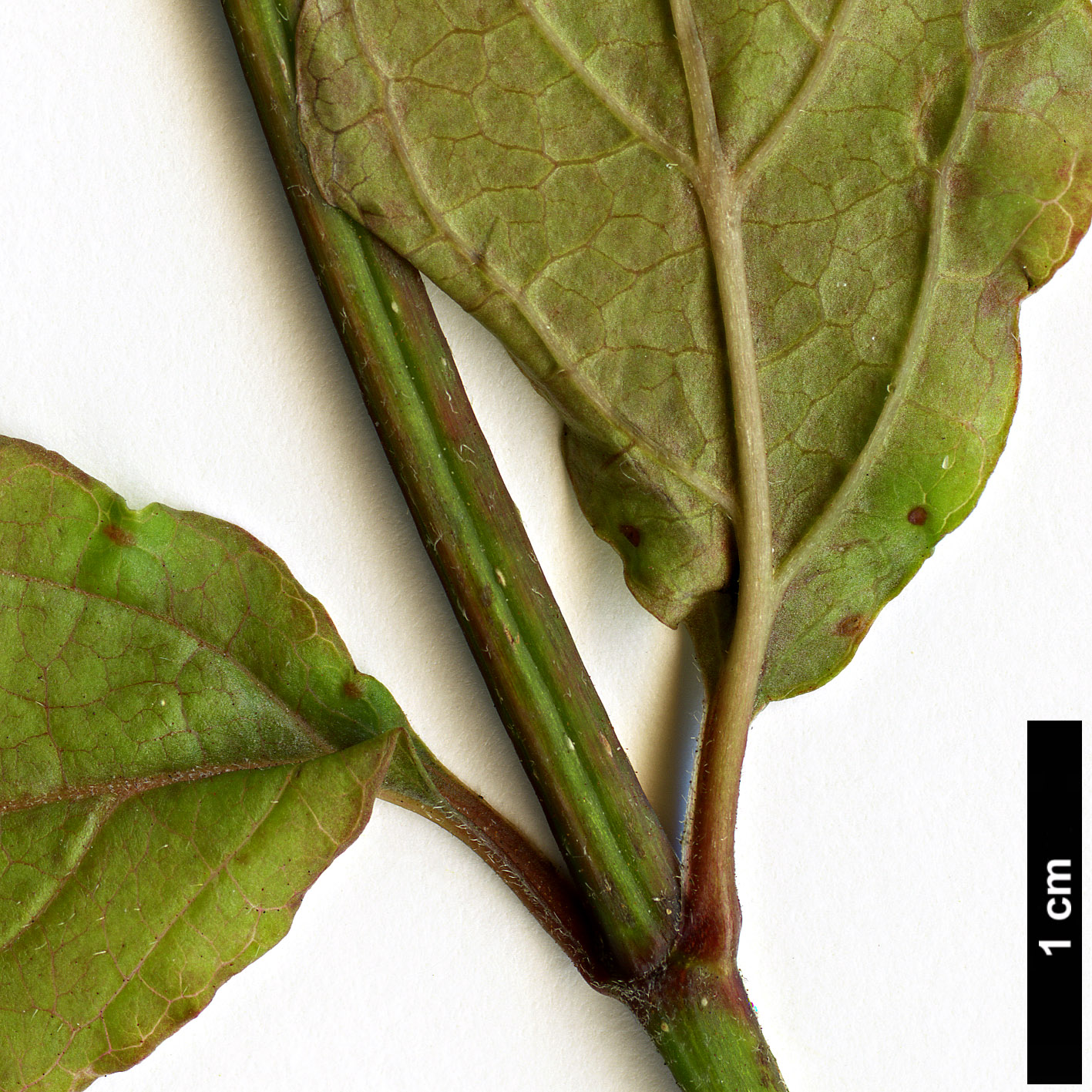 High resolution image: Family: Adoxaceae - Genus: Viburnum - Taxon: formosanum