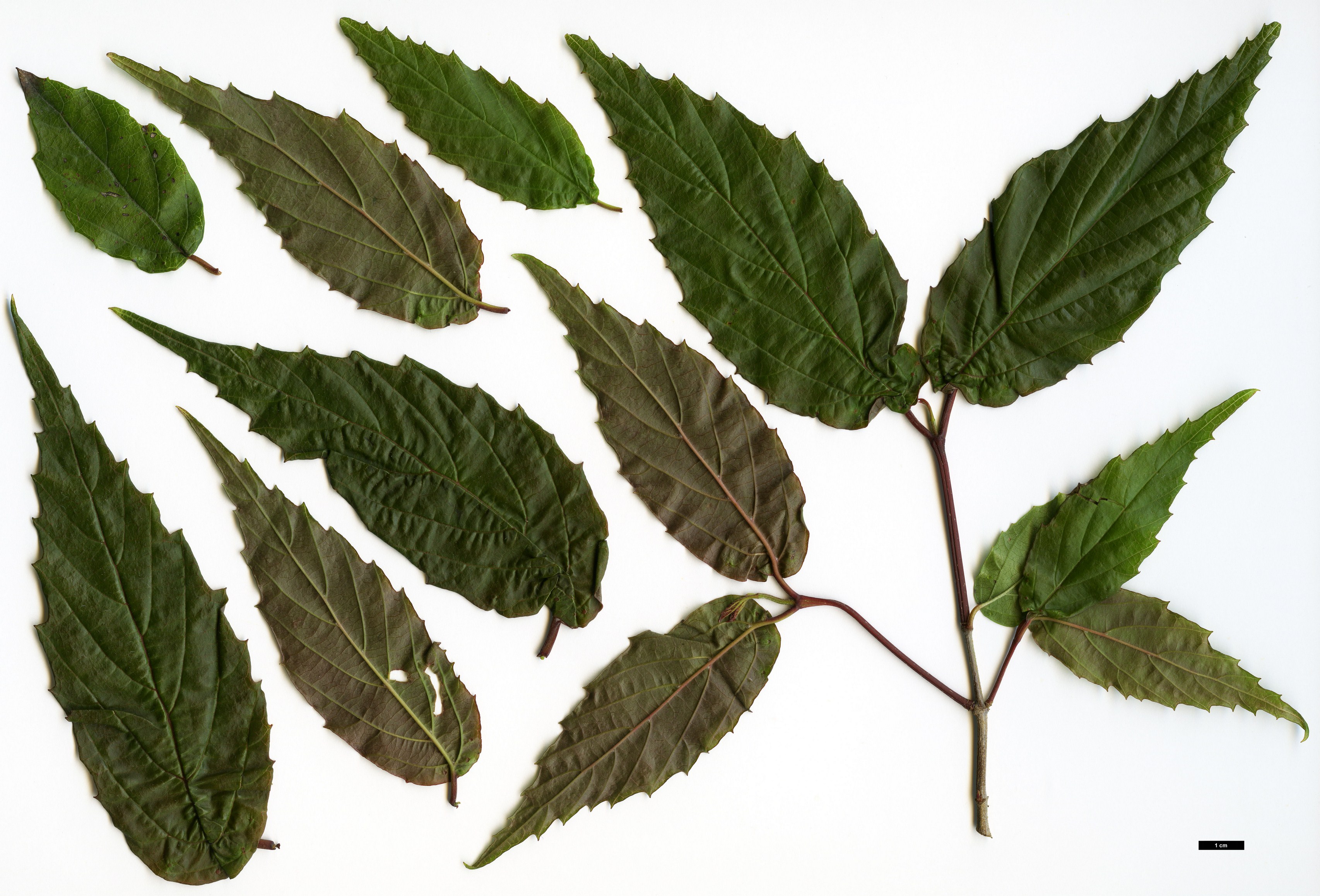 High resolution image: Family: Adoxaceae - Genus: Viburnum - Taxon: formosanum