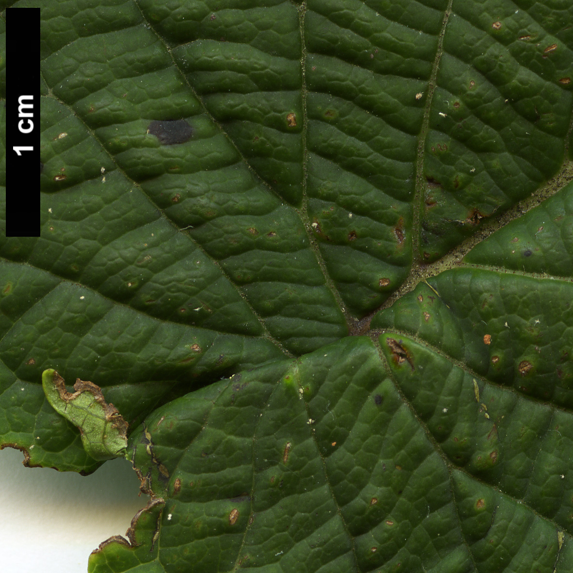 High resolution image: Family: Adoxaceae - Genus: Viburnum - Taxon: furcatum