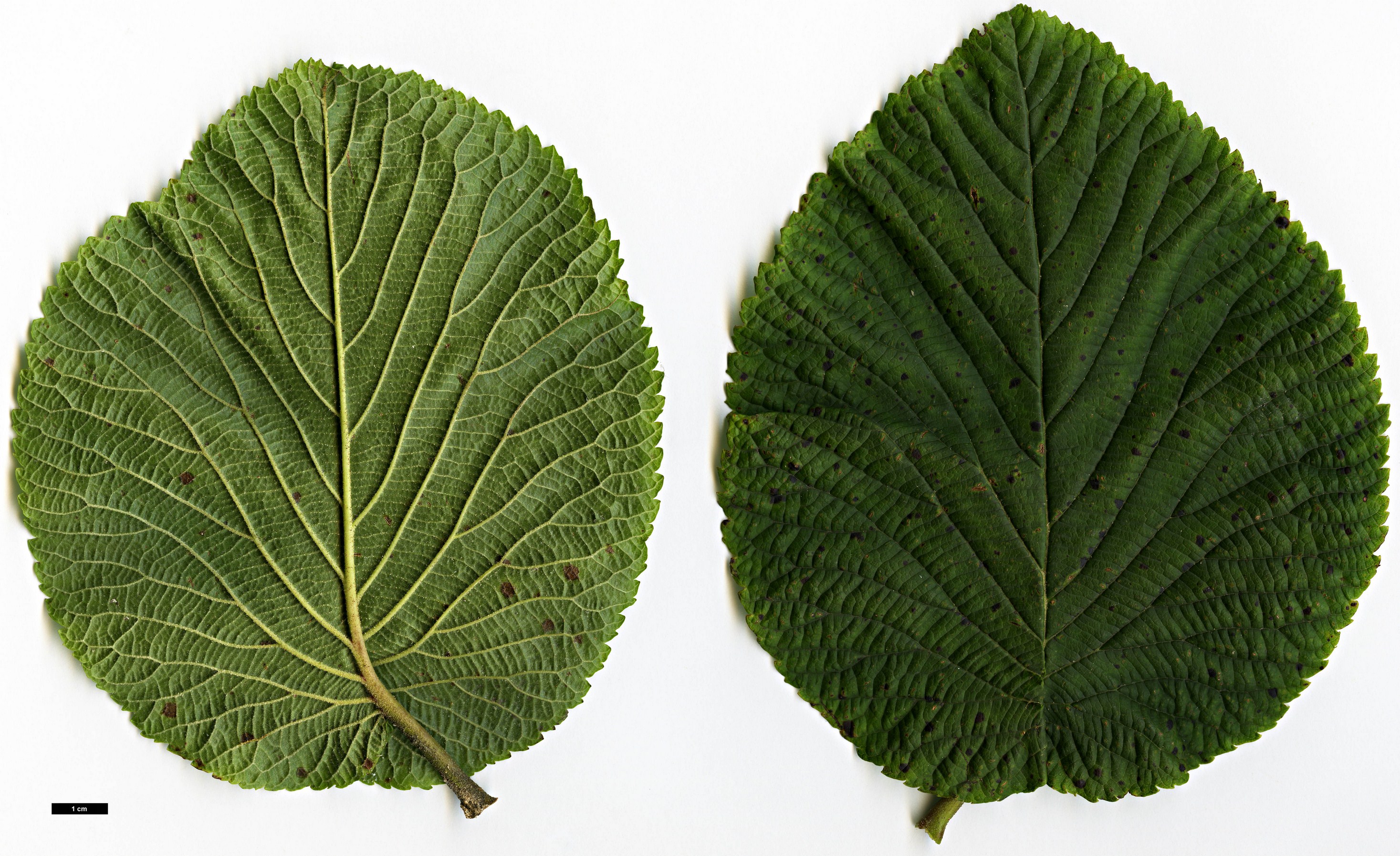 High resolution image: Family: Adoxaceae - Genus: Viburnum - Taxon: furcatum