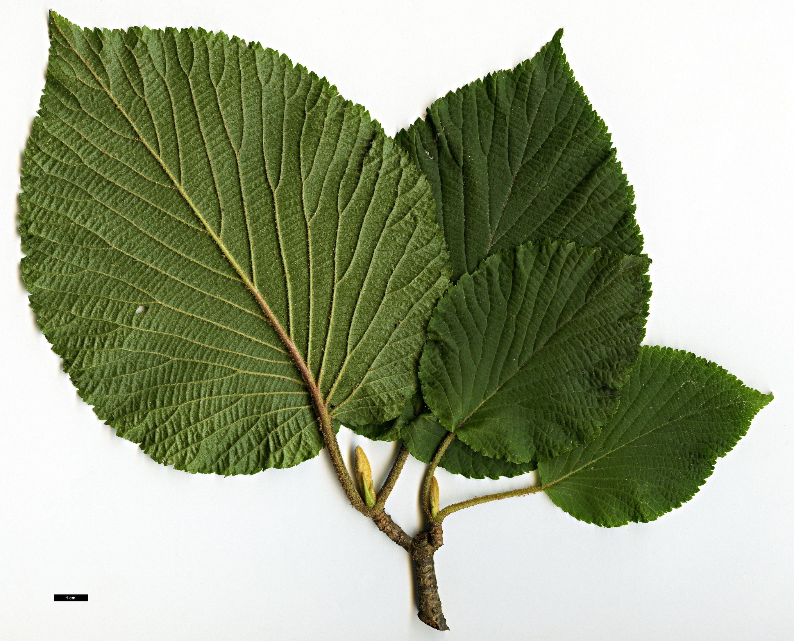 High resolution image: Family: Adoxaceae - Genus: Viburnum - Taxon: furcatum