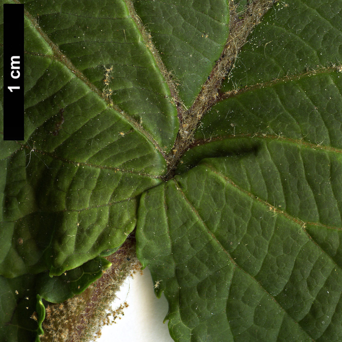 High resolution image: Family: Adoxaceae - Genus: Viburnum - Taxon: furcatum