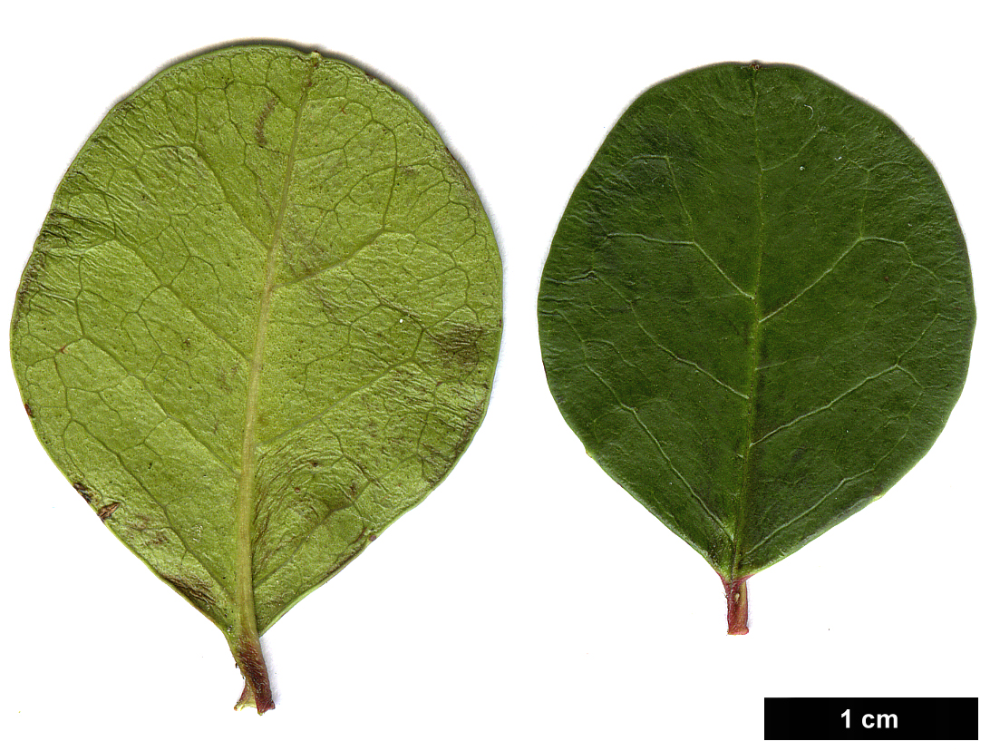 High resolution image: Family: Adoxaceae - Genus: Viburnum - Taxon: harryanum