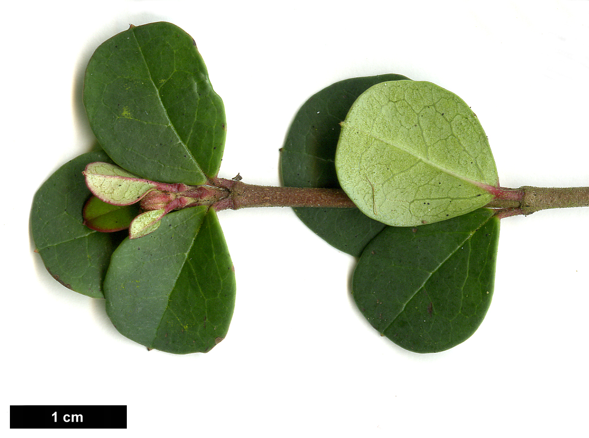 High resolution image: Family: Adoxaceae - Genus: Viburnum - Taxon: harryanum