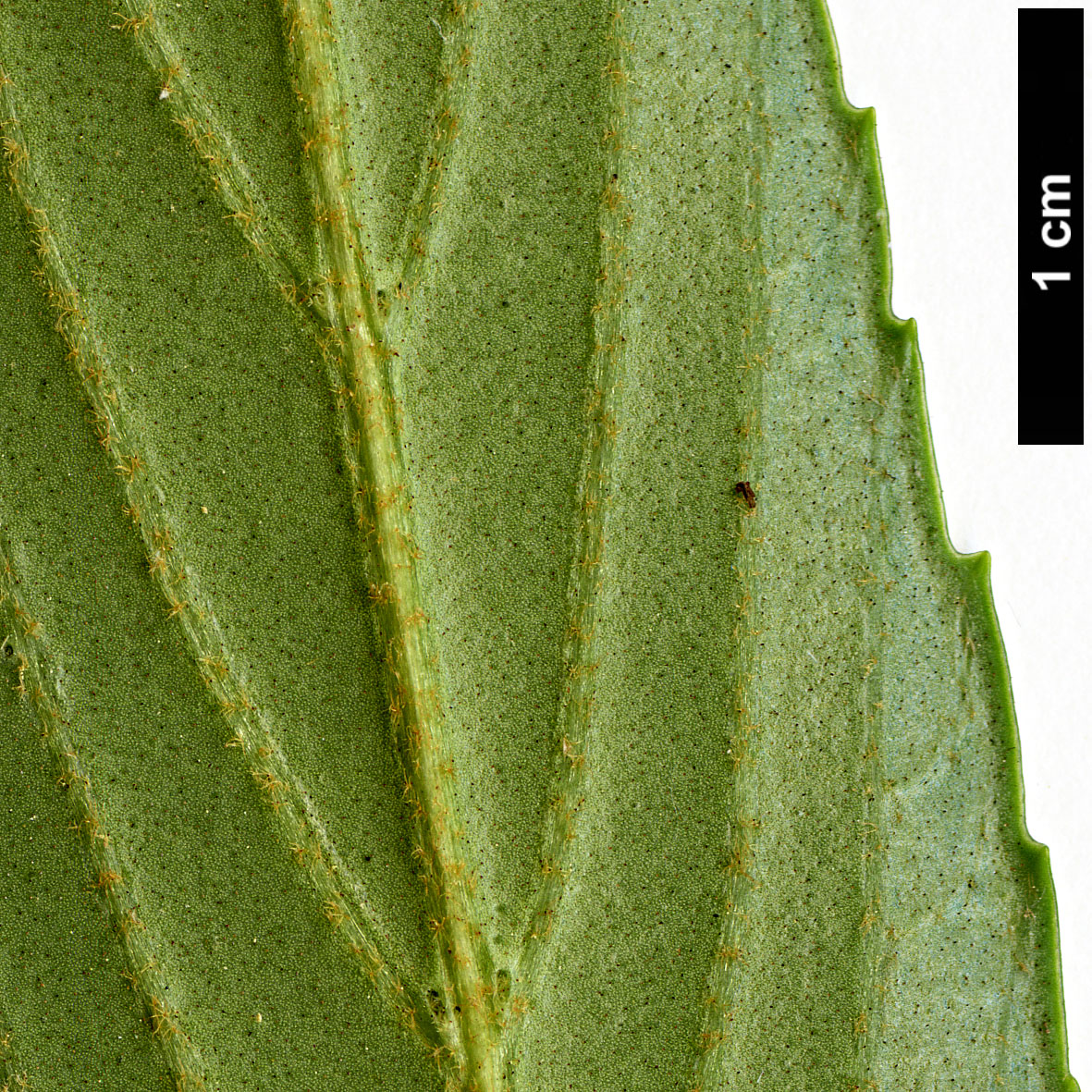 High resolution image: Family: Adoxaceae - Genus: Viburnum - Taxon: henryi